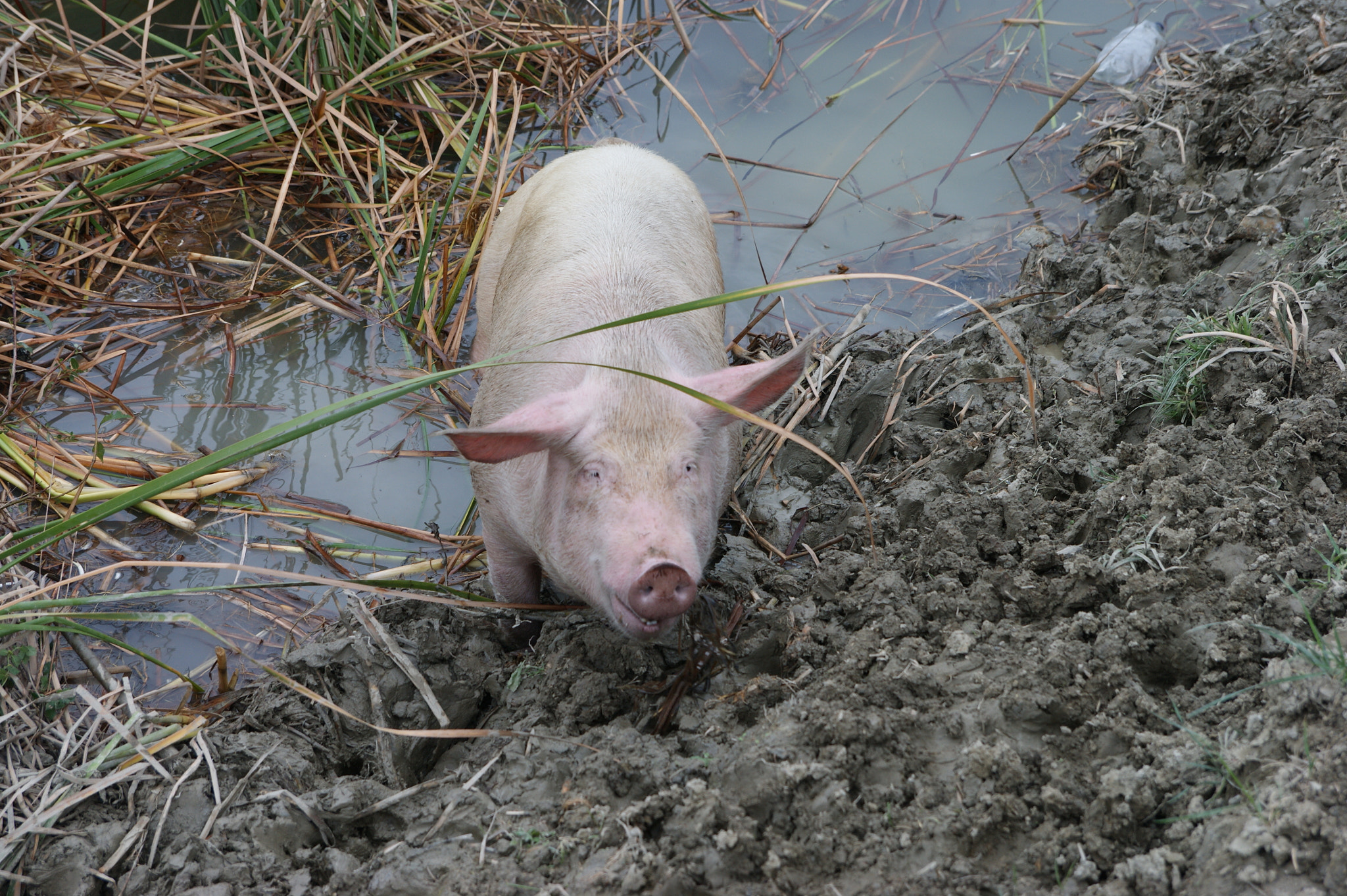 Sony Alpha DSLR-A390 sample photo. Ich hab schwein... photography