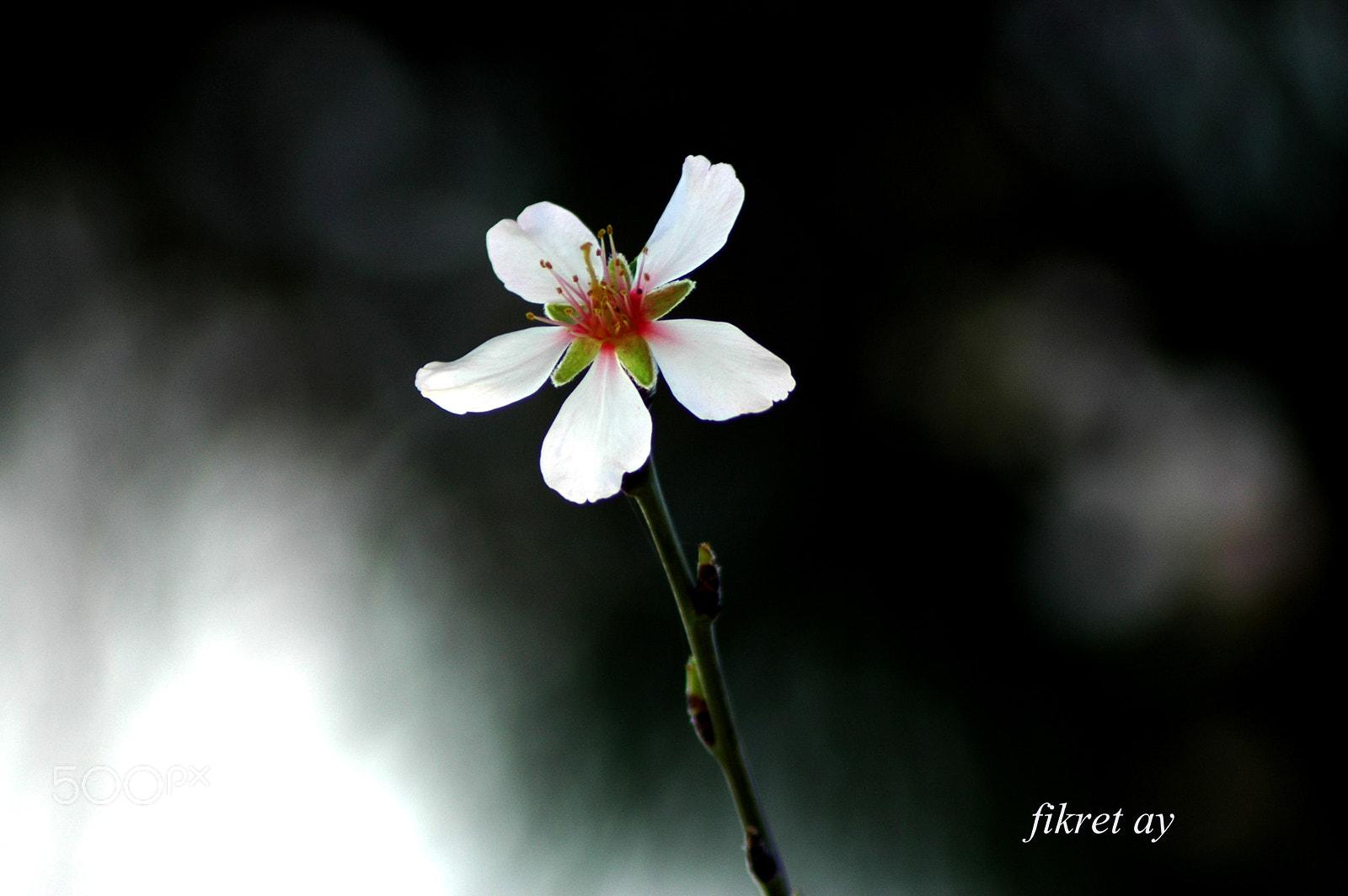 Nikon D70s sample photo. White flower in the dark photography