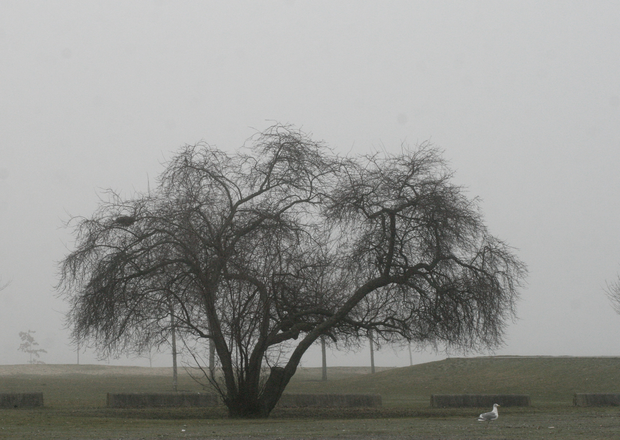 Canon EOS 400D (EOS Digital Rebel XTi / EOS Kiss Digital X) sample photo. Lonely tree photography
