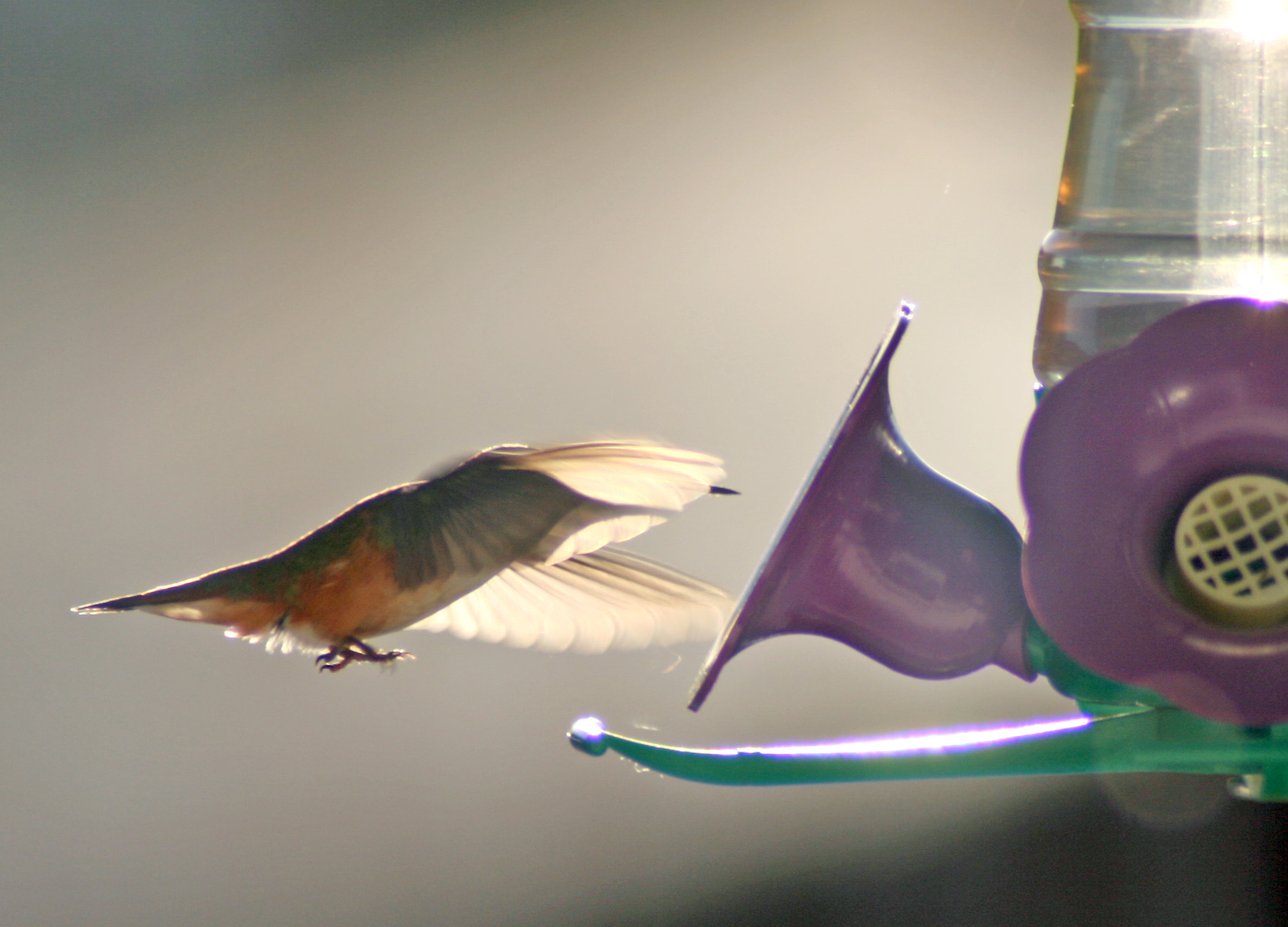 Canon EOS 400D (EOS Digital Rebel XTi / EOS Kiss Digital X) sample photo. Hummingbird photography