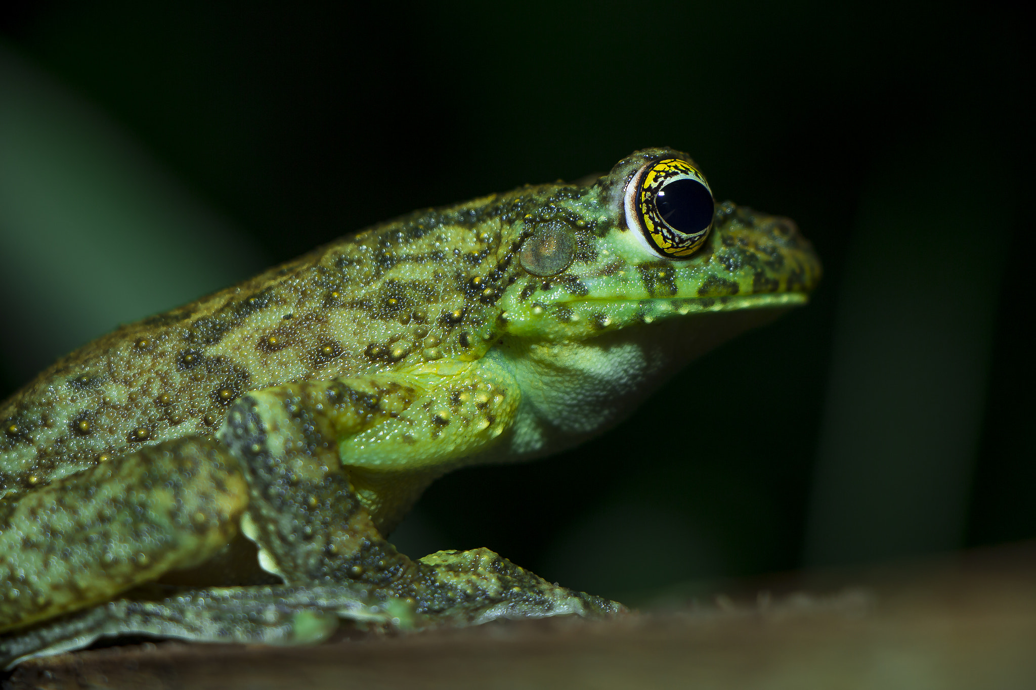 Canon EOS 600D (Rebel EOS T3i / EOS Kiss X5) + Canon EF-S 18-135mm F3.5-5.6 IS STM sample photo. Frog in nature photography