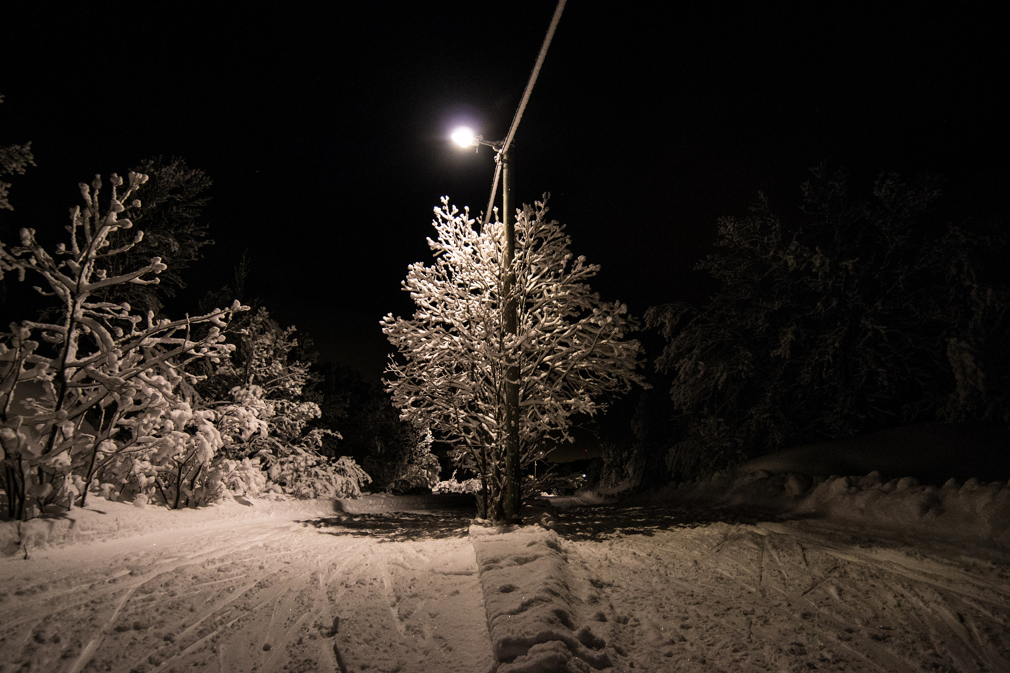 Samyang 14mm F2.8 ED AS IF UMC sample photo. Snowy trees photography
