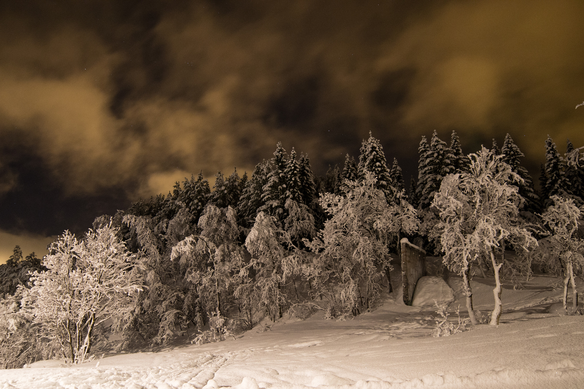 Samyang 14mm F2.8 ED AS IF UMC sample photo. Snowy trees photography