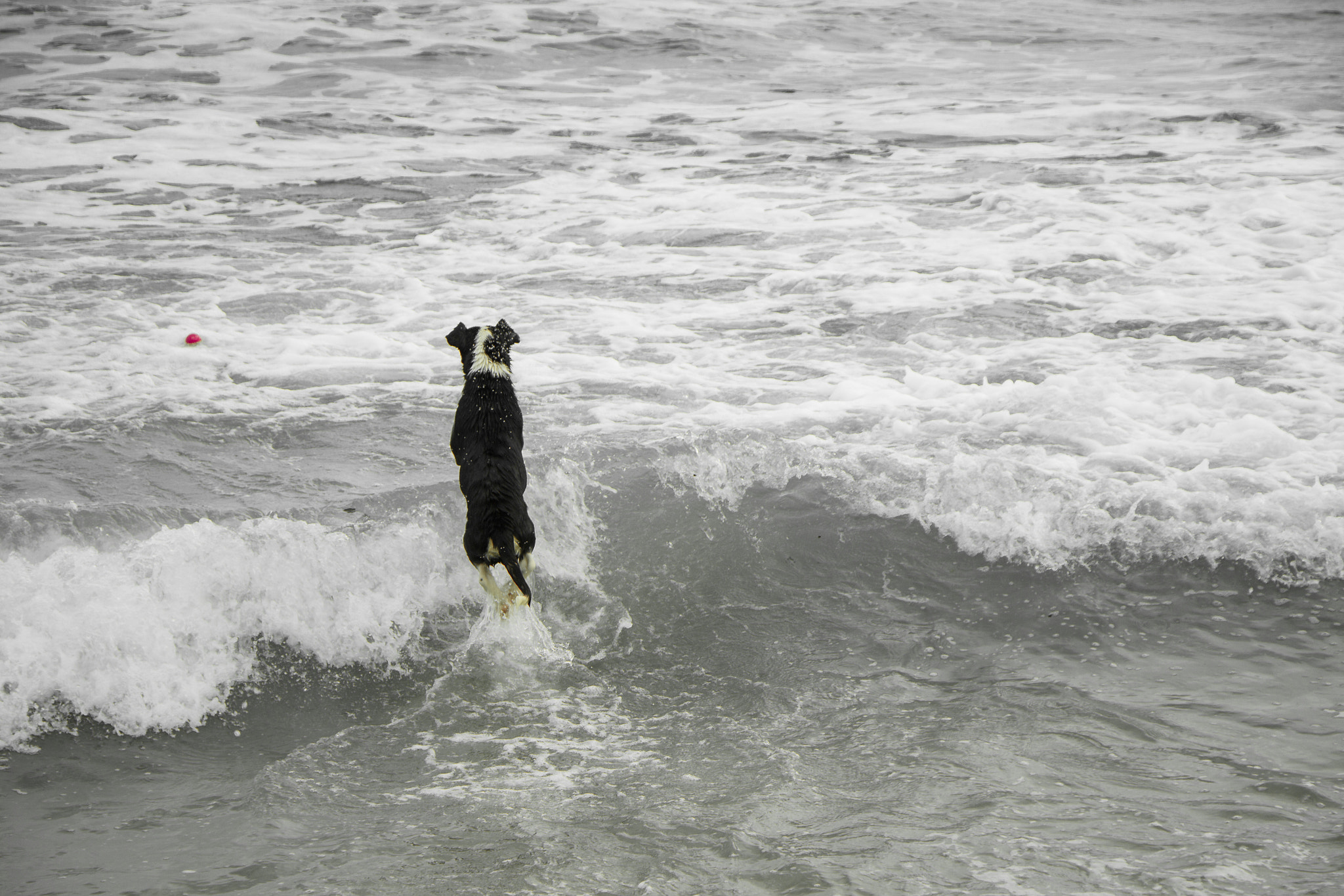 Canon EF-S 18-135mm F3.5-5.6 IS STM sample photo. Happy dog photography
