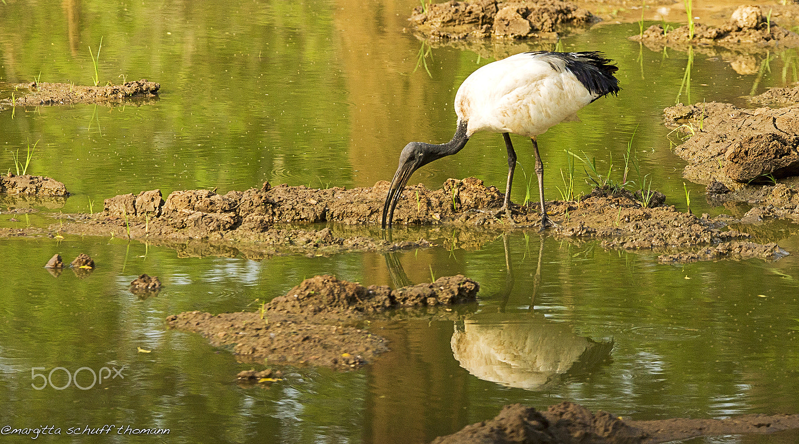 Canon EOS-1D X + Tamron SP 150-600mm F5-6.3 Di VC USD sample photo. Sacred ibis.. photography