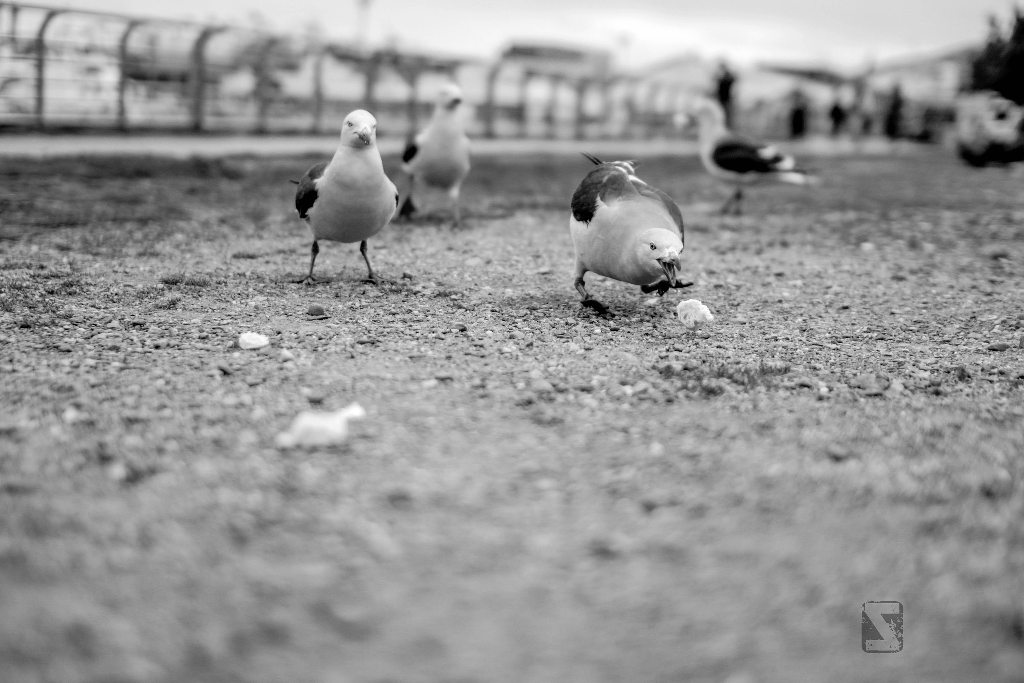 Sigma 30mm f/1.4 DC HSM sample photo. Cena photography