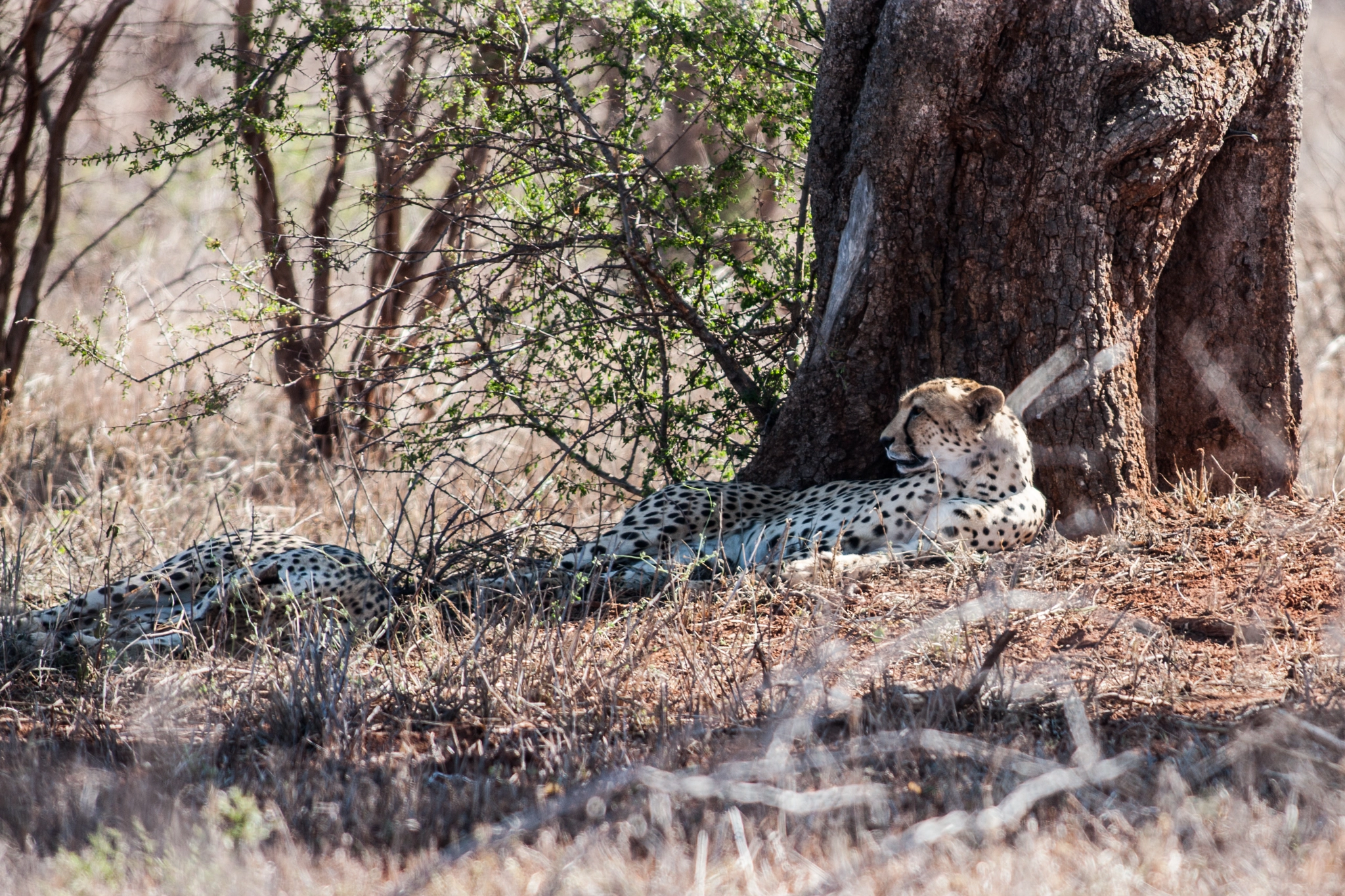 Canon EOS-1Ds Mark III + Canon EF 300mm f/2.8L sample photo. Cheetah chilling under a tree photography