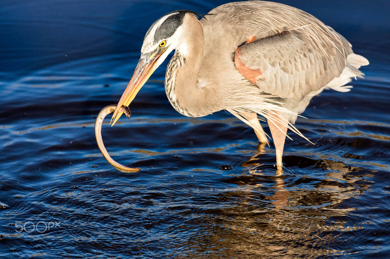 Canon EOS 5DS + Sigma 150-600mm F5-6.3 DG OS HSM | C sample photo. Great blue heron eating eel photography