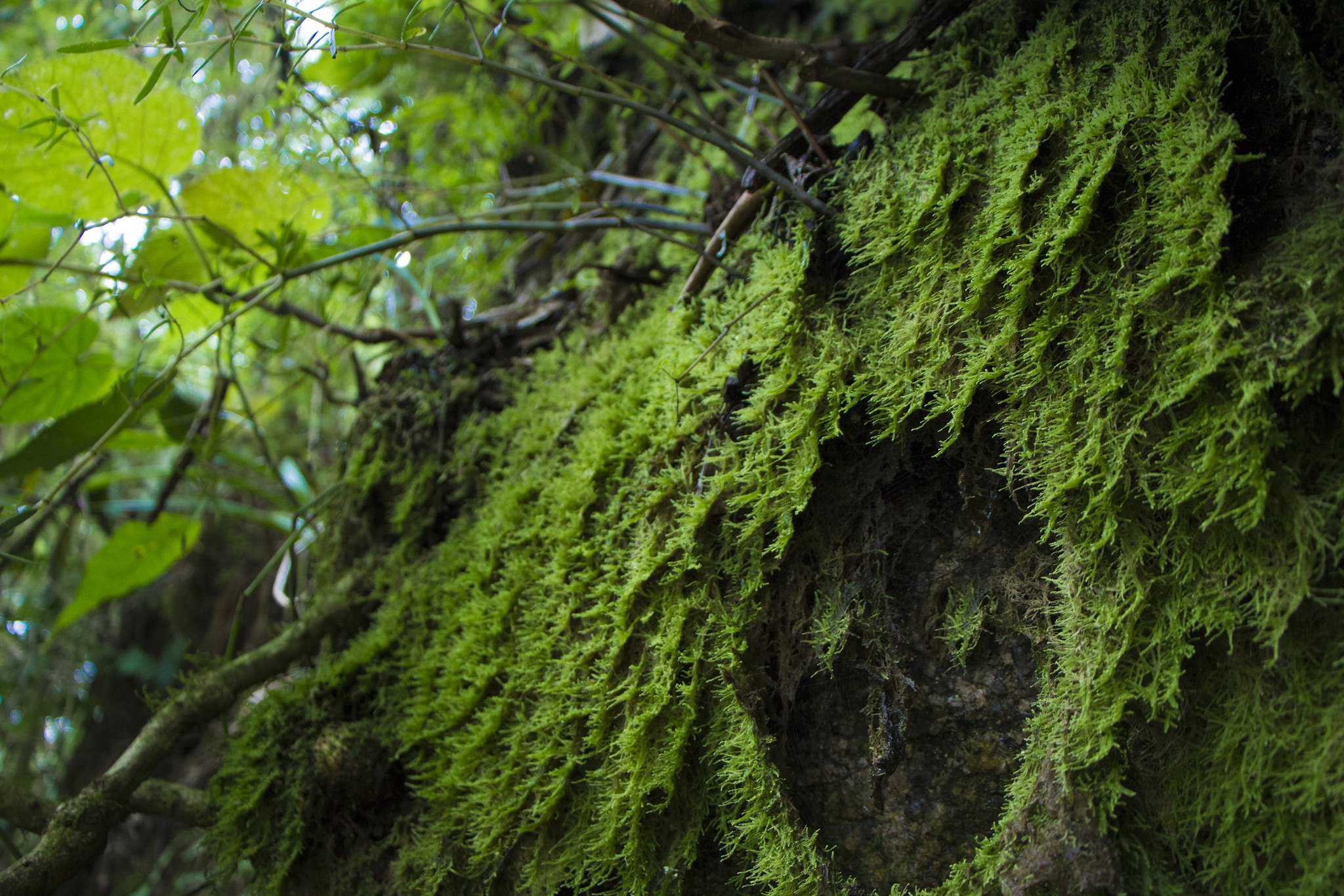 Canon EF-S 18-135mm F3.5-5.6 IS STM sample photo. A face???? o.o photography