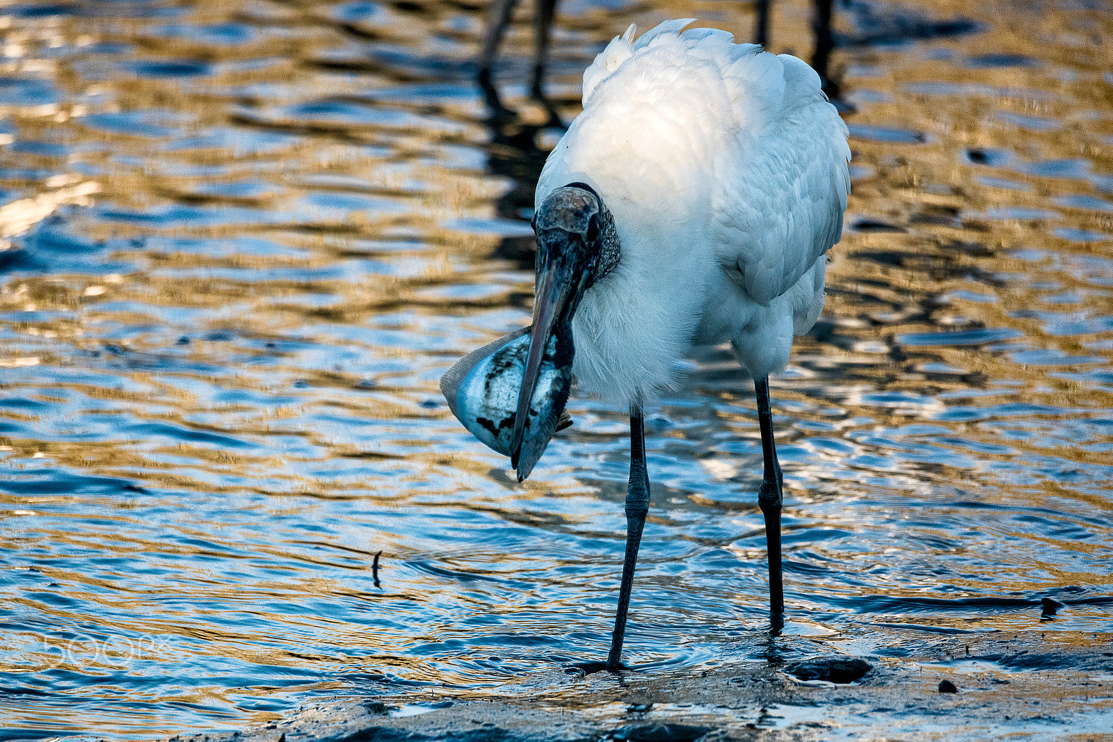 Sigma 150-600mm F5-6.3 DG OS HSM | C sample photo. Wood stoke catches flounder at sunset photography