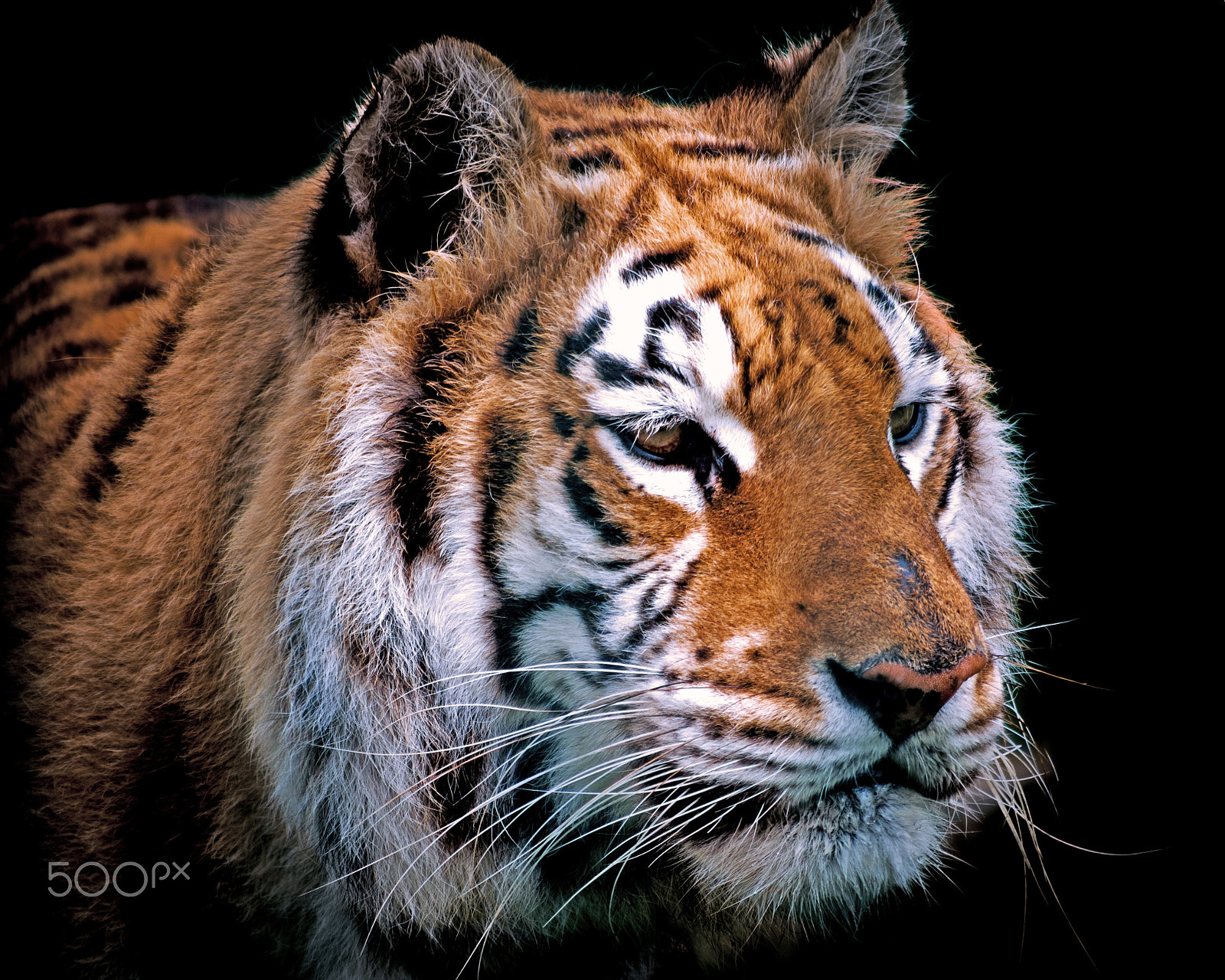 Panasonic Lumix G Vario 45-200mm F4-5.6 OIS sample photo. Tiger tiger photography
