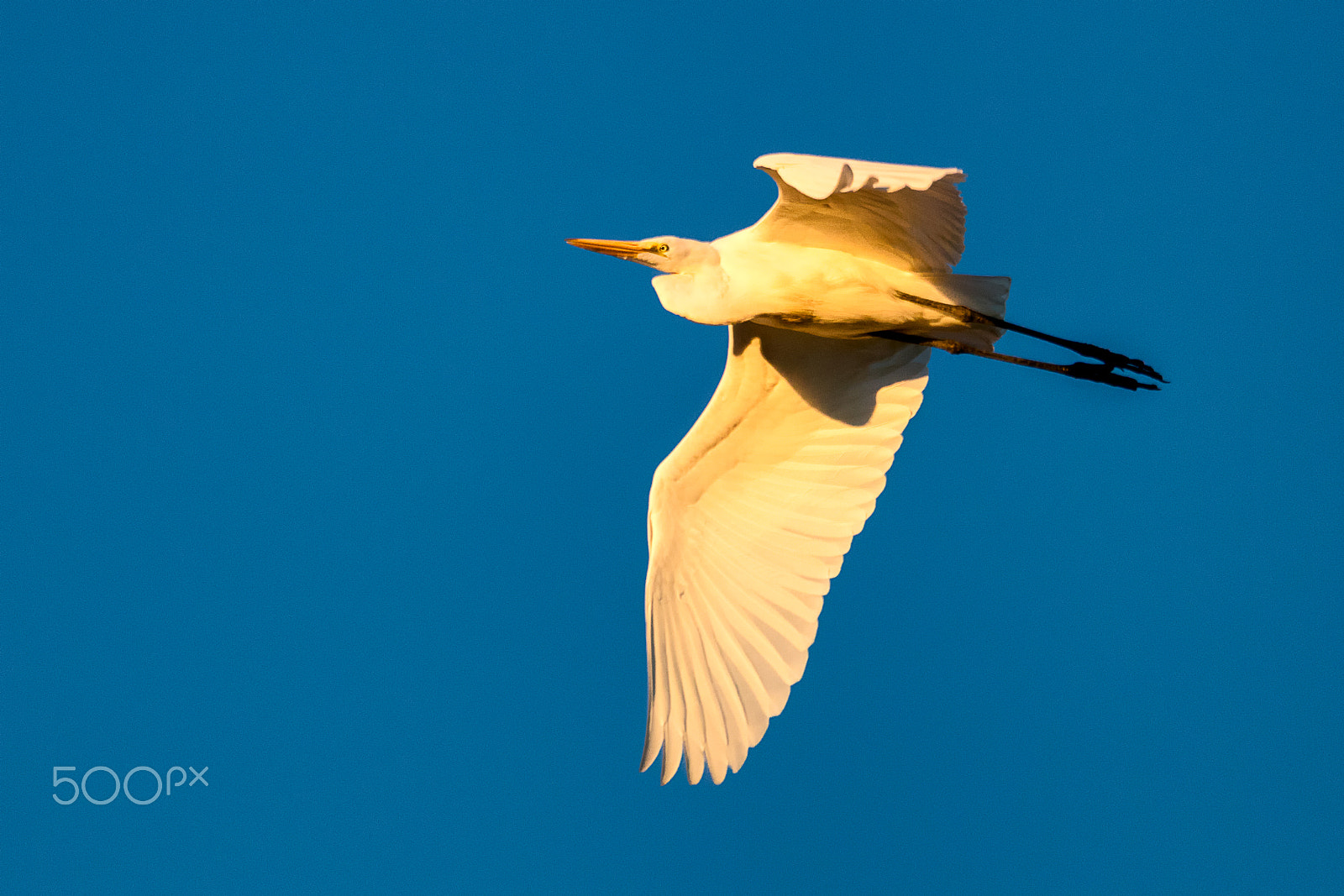 Sigma 150-600mm F5-6.3 DG OS HSM | C sample photo. Great white egret in flight at sunset photography