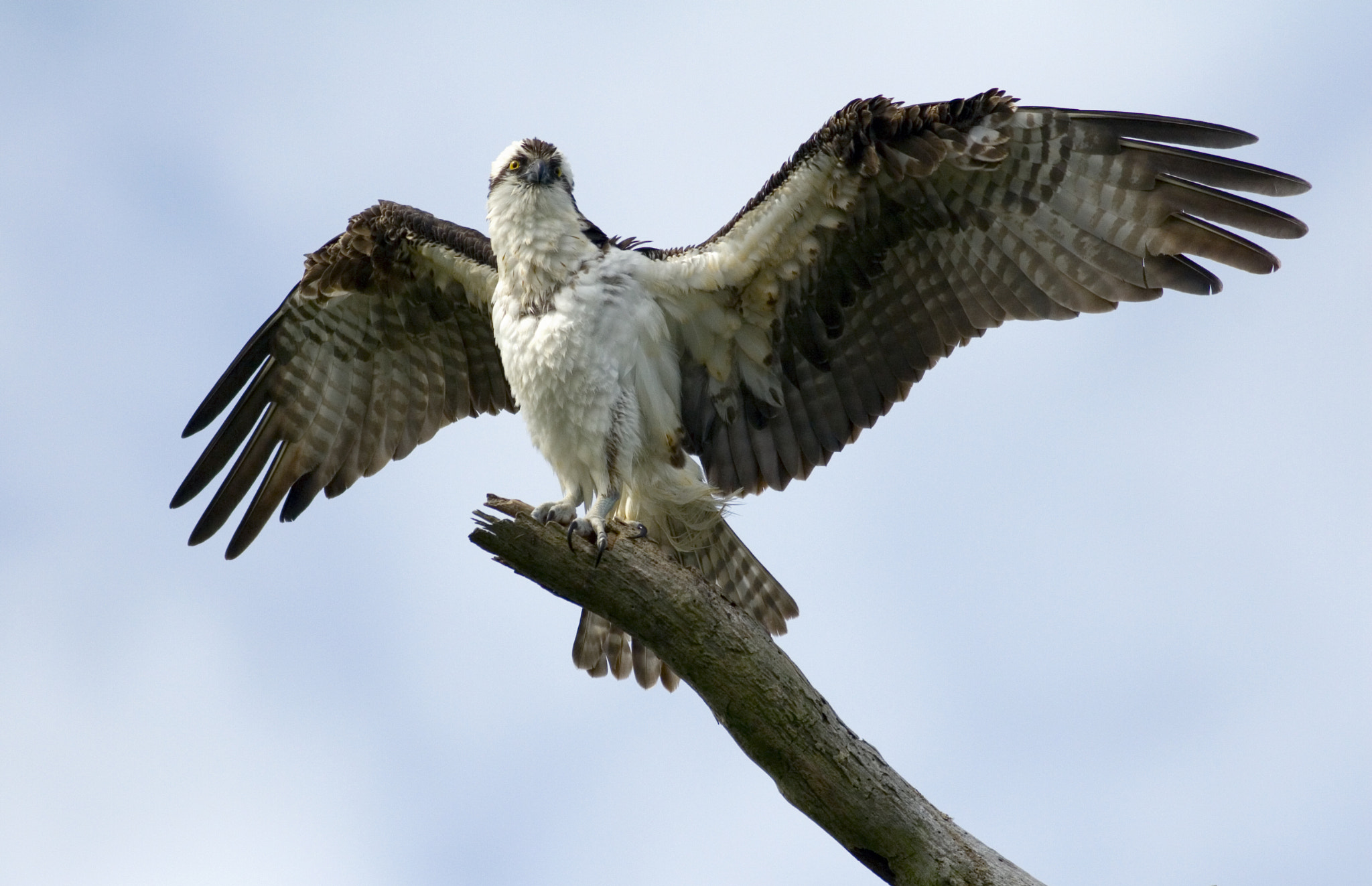 Canon EOS 30D + Canon EF 400mm F5.6L USM sample photo. Spread your wings photography