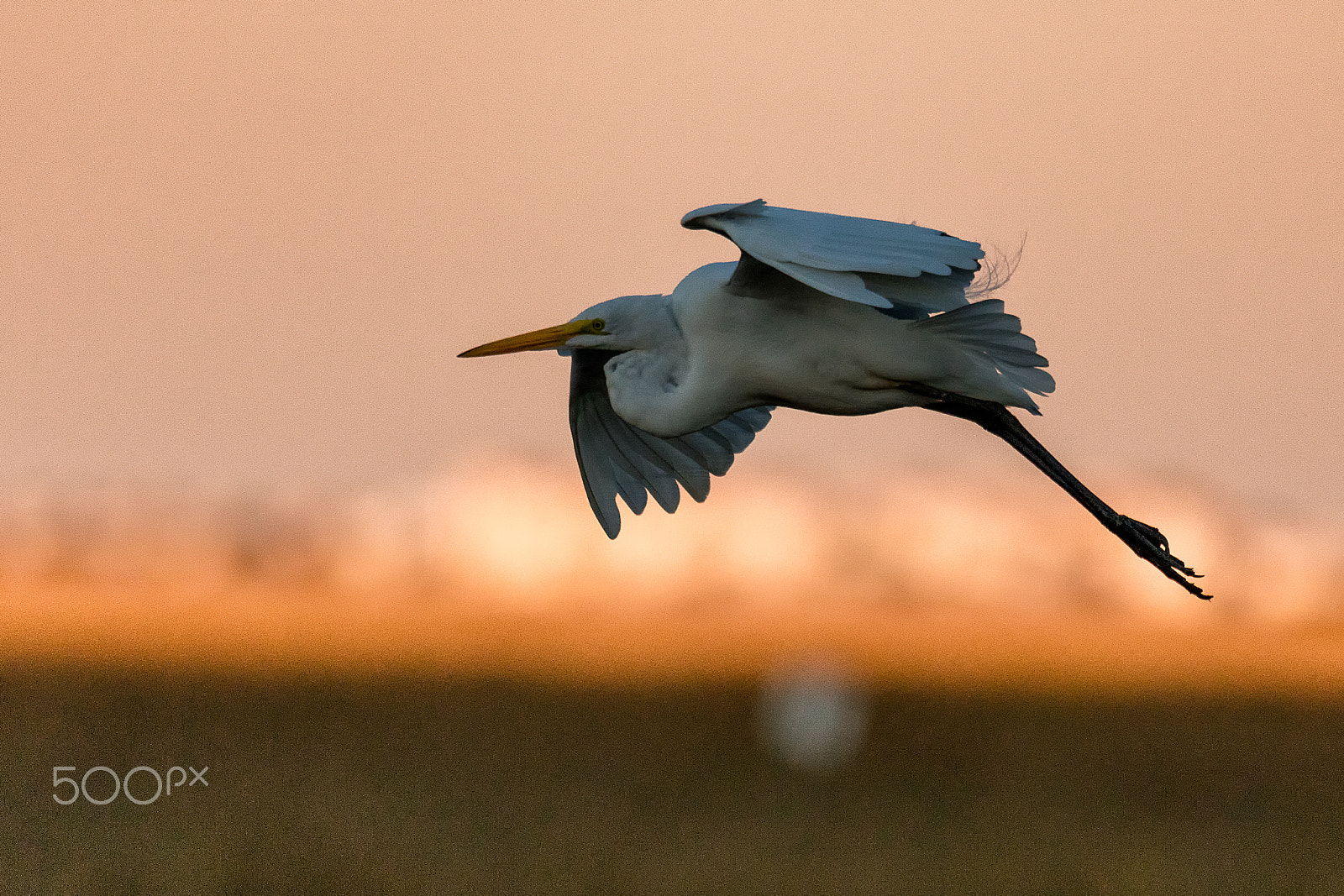 Sigma 150-600mm F5-6.3 DG OS HSM | C sample photo. Sunset flight great white egret photography