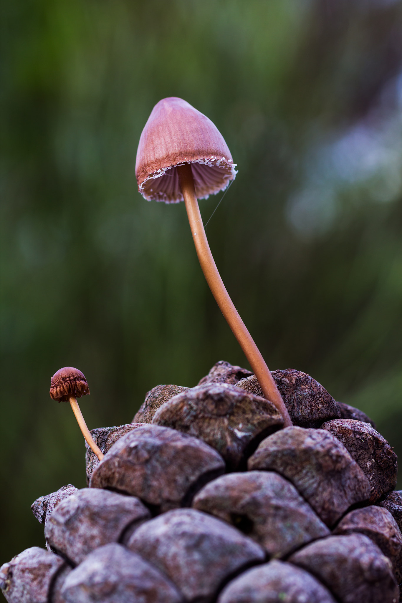 Canon EOS 60D + Sigma 50mm f/2.8 EX sample photo. Mushrooms on a pine cone photography