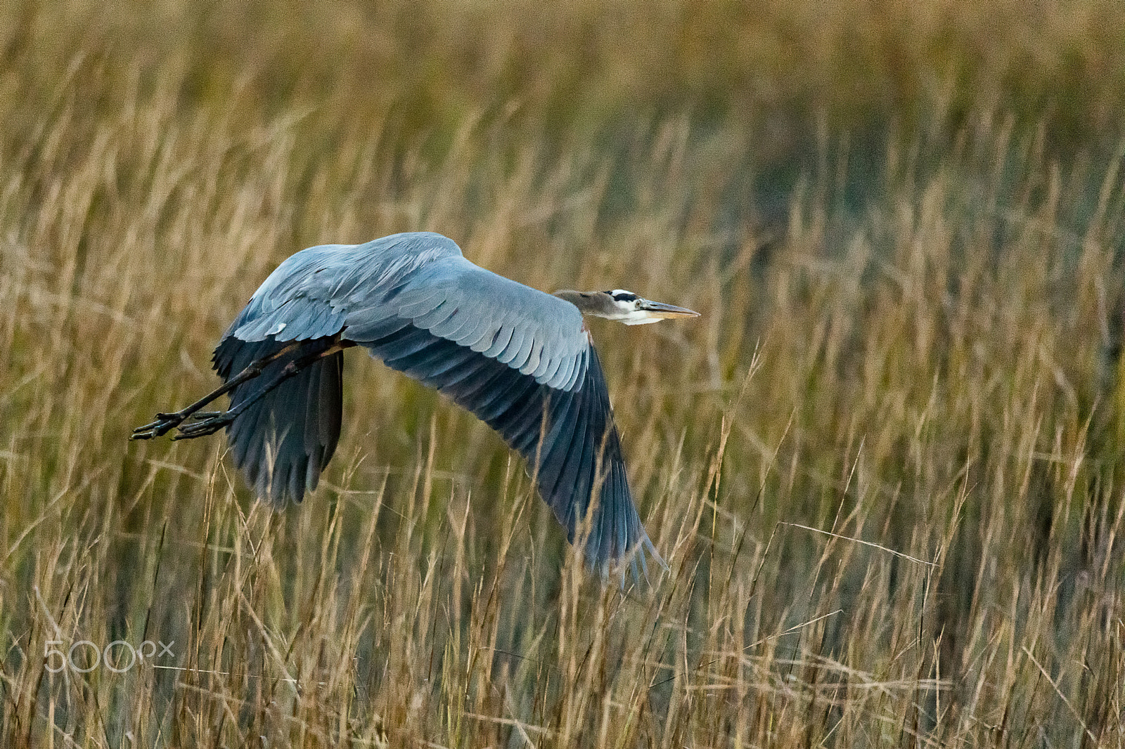 Canon EOS 5DS + Sigma 150-600mm F5-6.3 DG OS HSM | C sample photo. Great blue heron flying over grassland at sunset photography