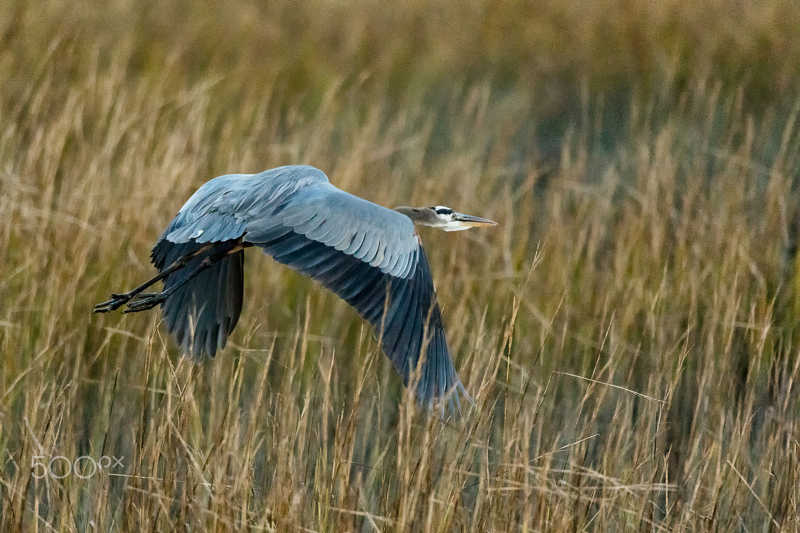 Sigma 150-600mm F5-6.3 DG OS HSM | C sample photo. Great blue heron flying over grassland at sunset photography