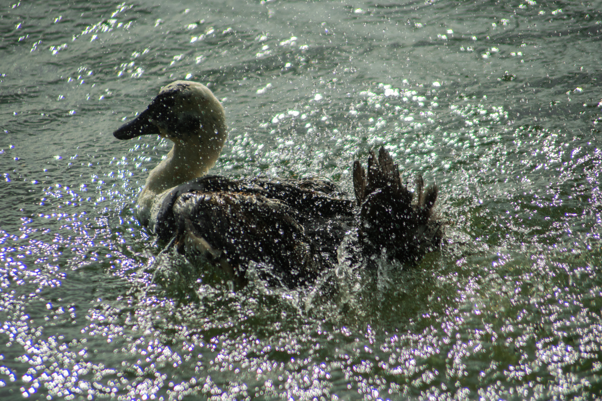 Nikon D5500 + AF Nikkor 70-210mm f/4-5.6 sample photo. The duck on the stars photography