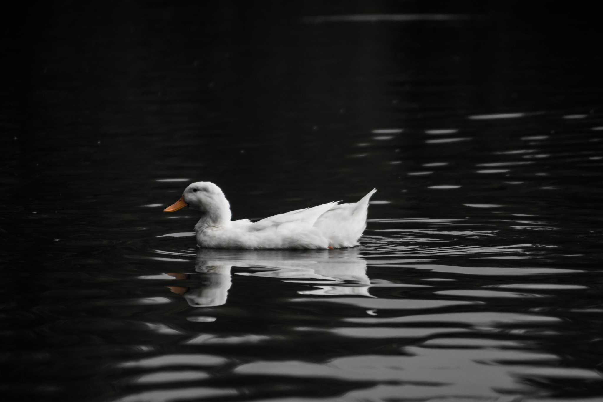 Nikon D5500 + AF Nikkor 70-210mm f/4-5.6 sample photo. Swimming duck photography