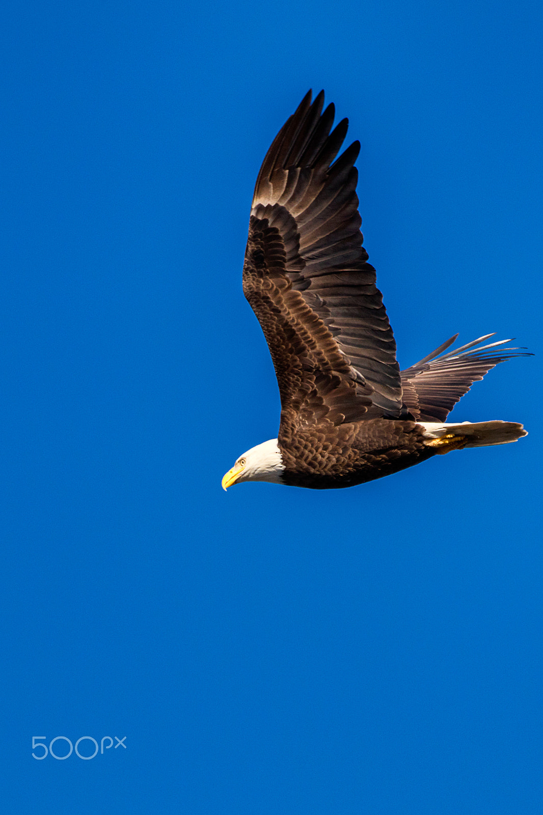 Sigma 150-600mm F5-6.3 DG OS HSM | C sample photo. Bald eagle flying photography
