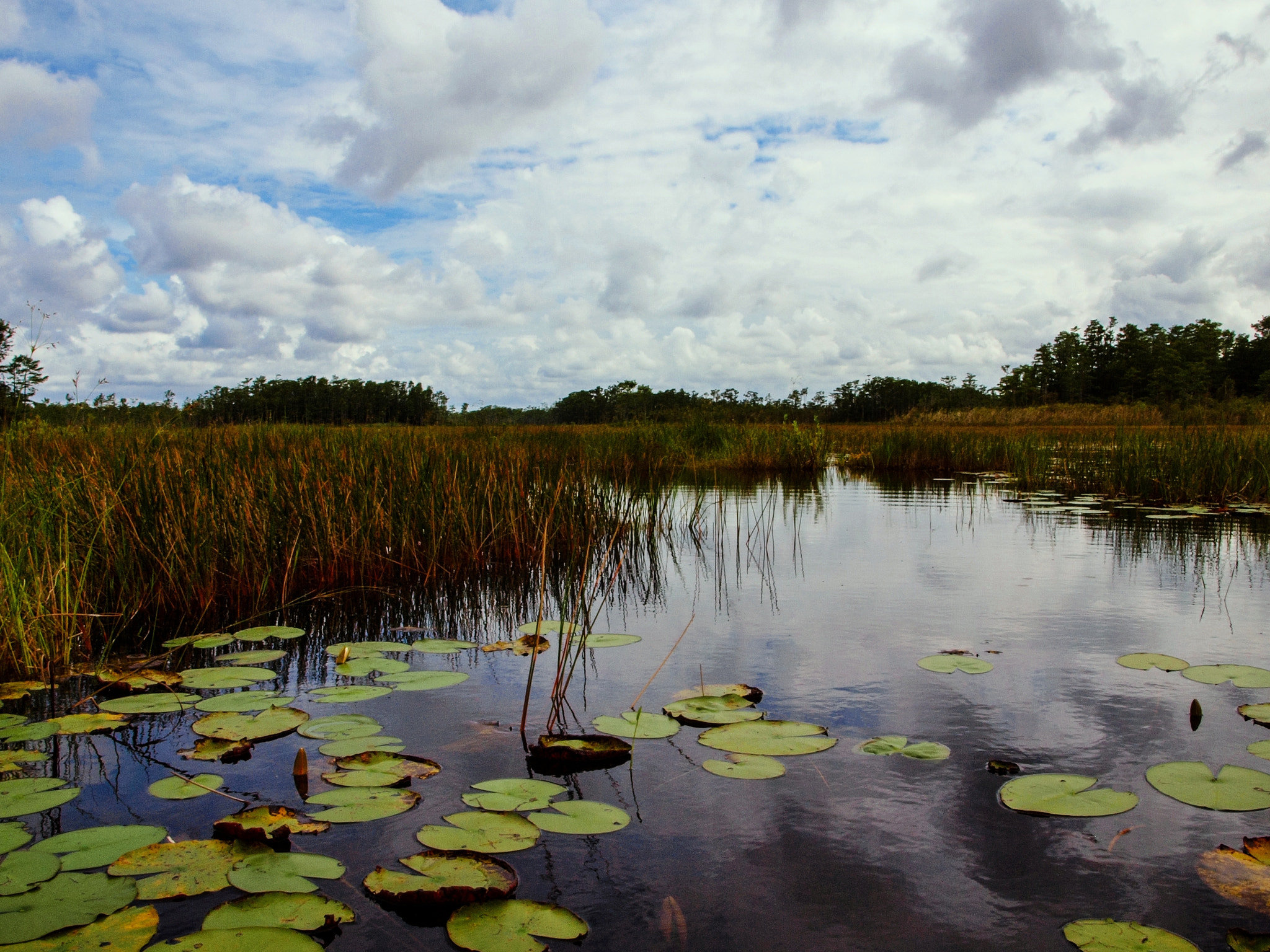 Olympus E-600 (EVOLT E-600) + OLYMPUS 14-42mm Lens sample photo. Real florida at grassy waters preserve photography