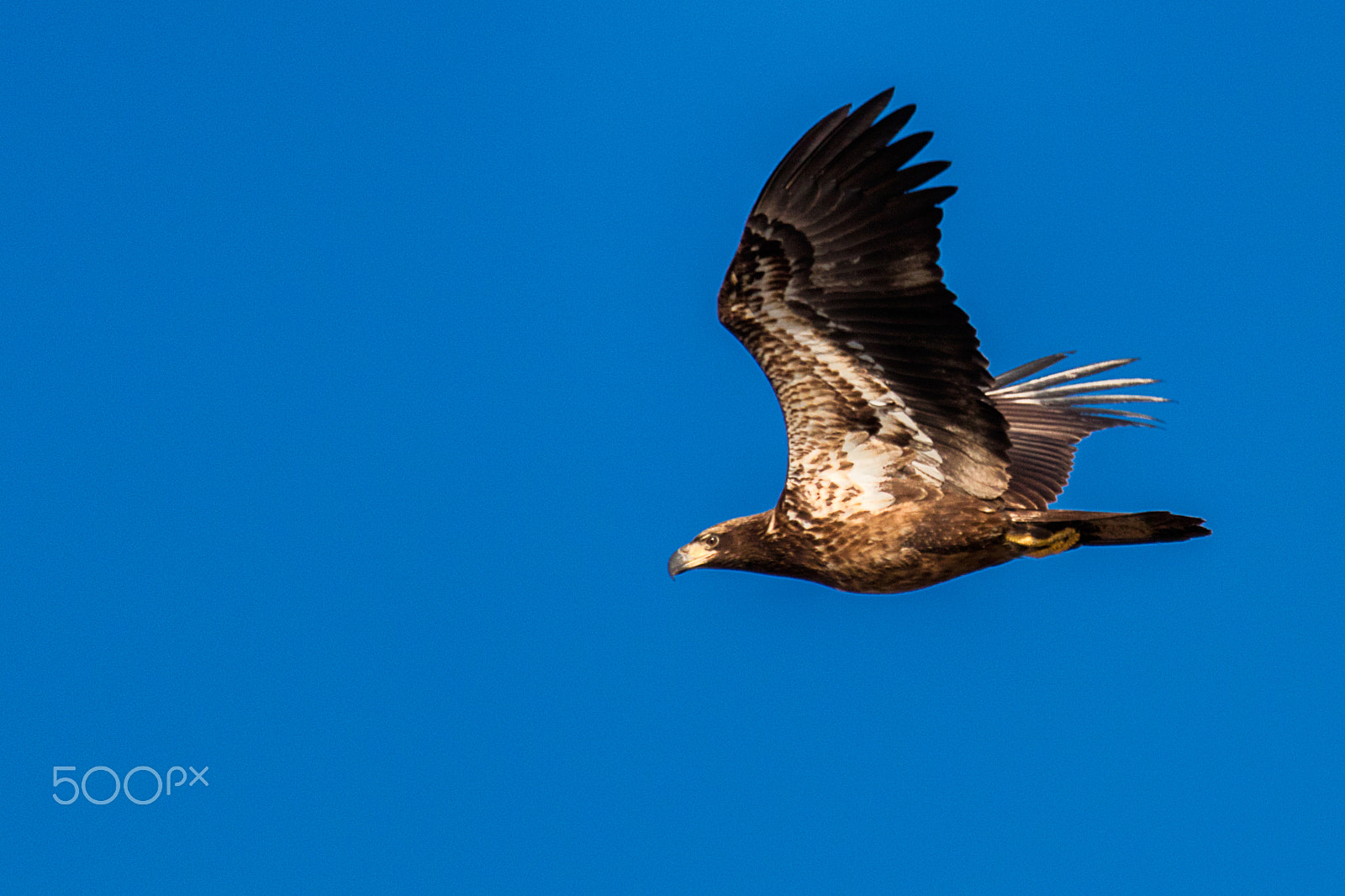 Canon EOS 5DS + Sigma 150-600mm F5-6.3 DG OS HSM | C sample photo. Juvenile bald eagle in flight photography