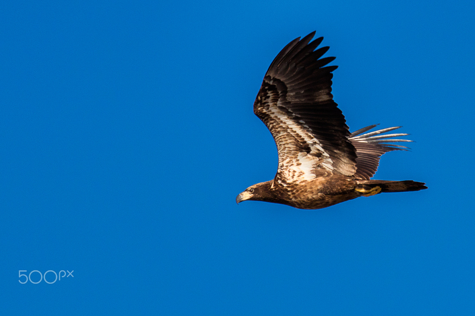 Sigma 150-600mm F5-6.3 DG OS HSM | C sample photo. Juvenile bald eagle in flight photography
