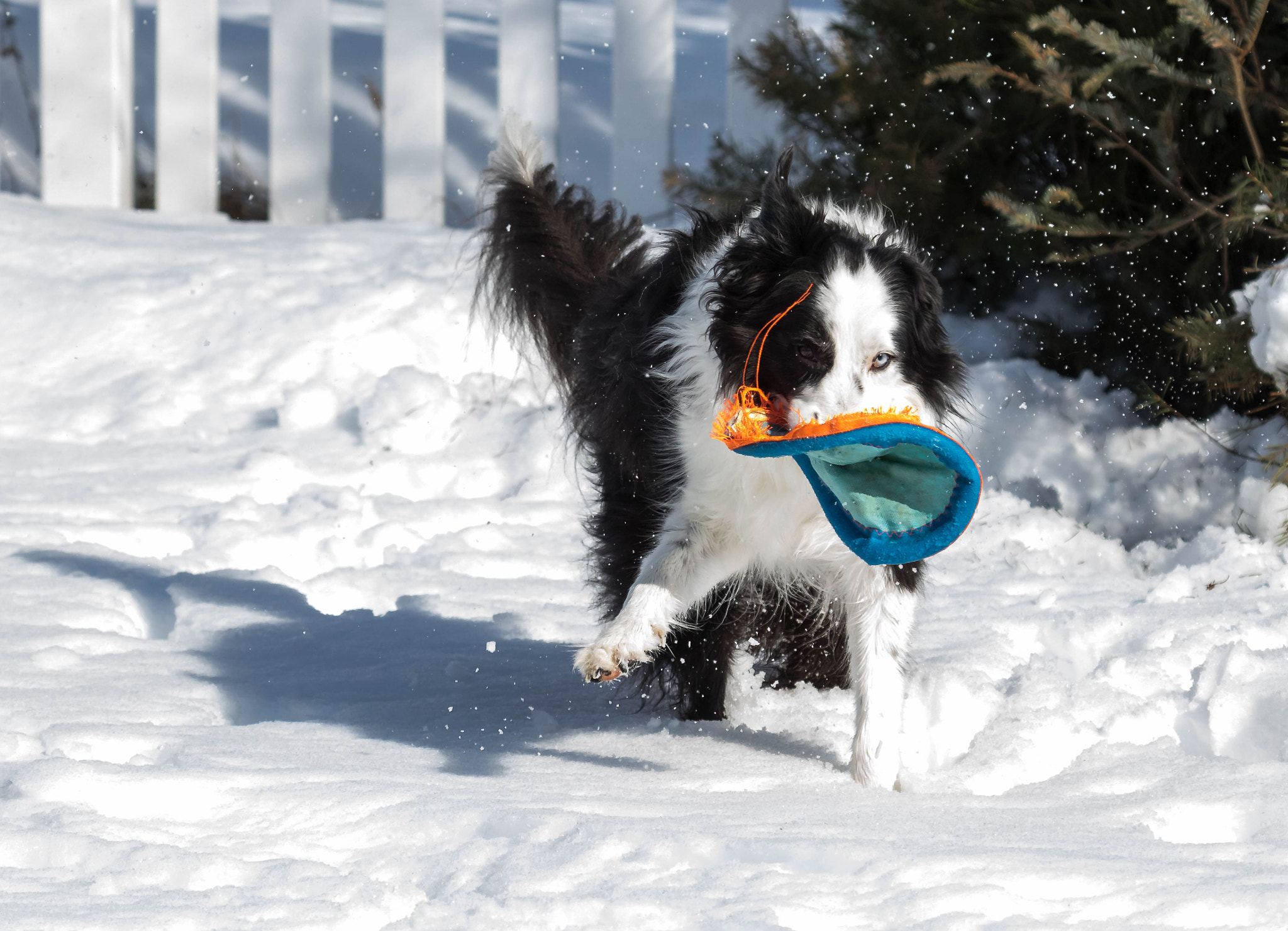 Canon EF 100-400mm F4.5-5.6L IS USM sample photo. Fun in the snow photography