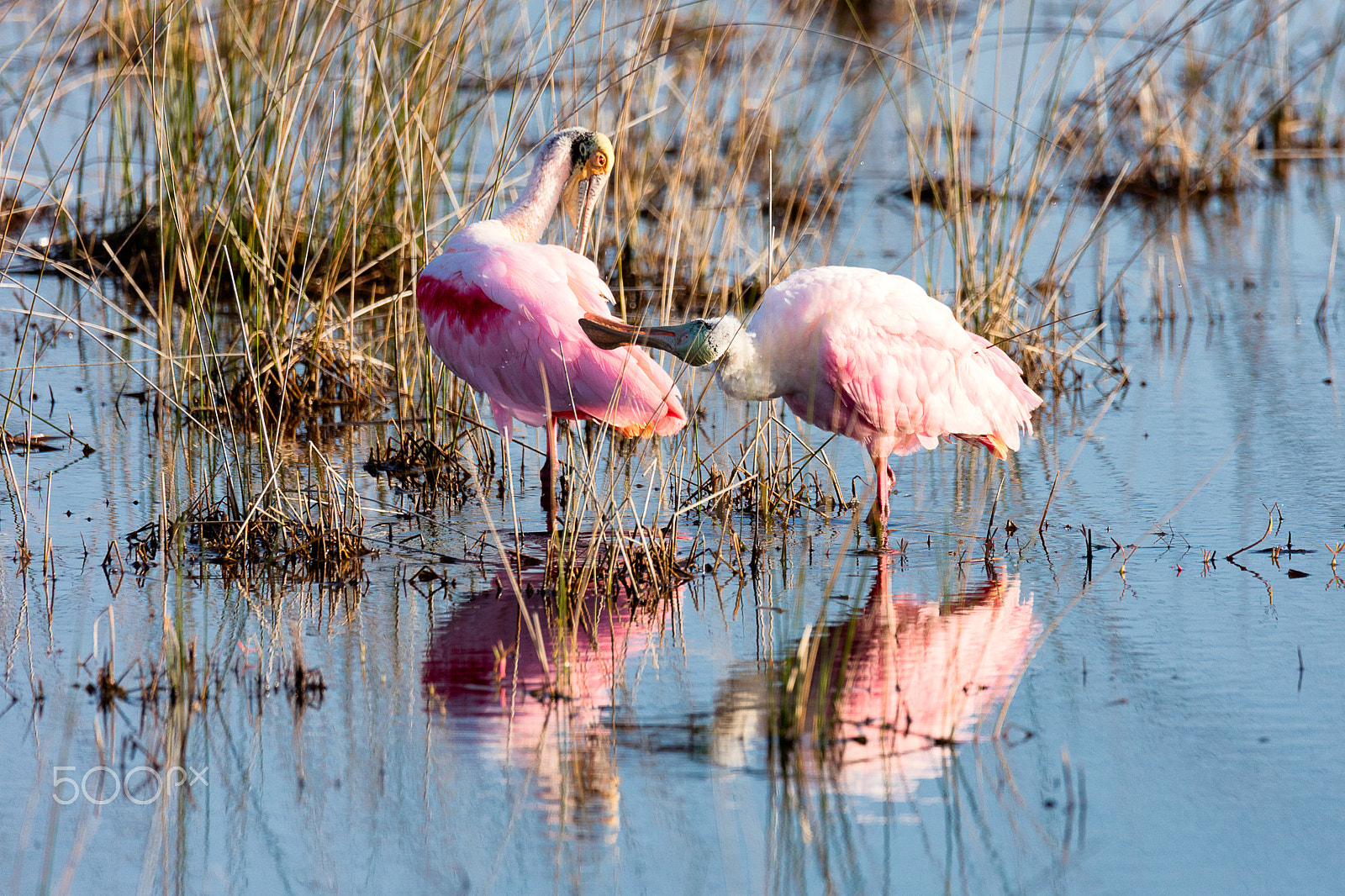 Sigma 150-600mm F5-6.3 DG OS HSM | C sample photo. Spoon bill preening photography