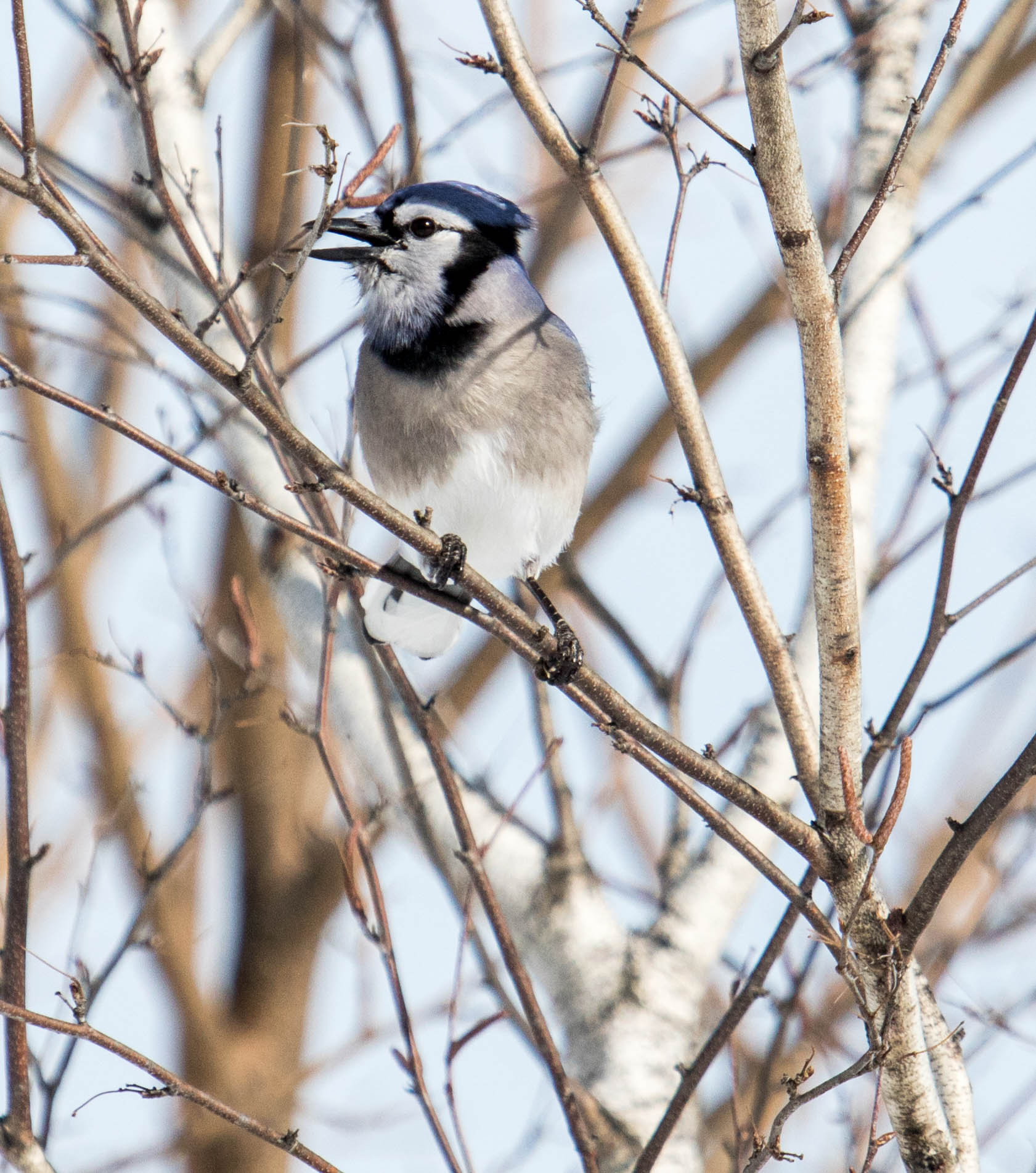 Canon EOS 750D (EOS Rebel T6i / EOS Kiss X8i) + Canon EF 100-400mm F4.5-5.6L IS USM sample photo. Blue jay photography