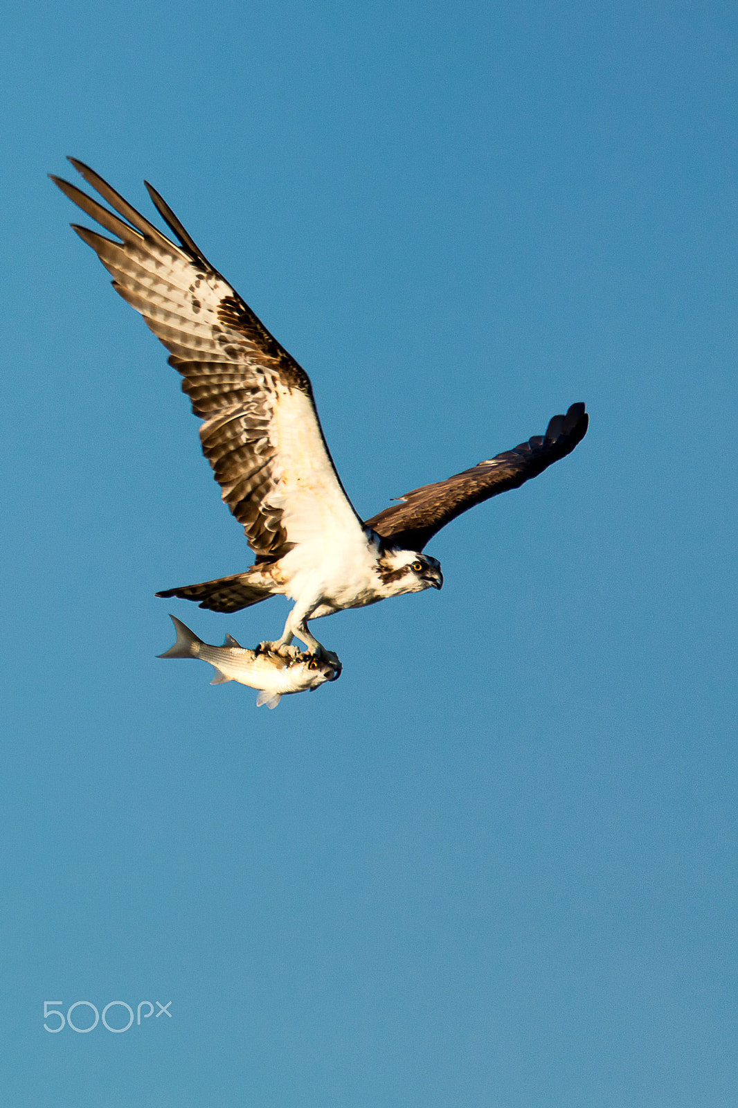Canon EOS 5DS + Sigma 150-600mm F5-6.3 DG OS HSM | C sample photo. Osprey in flight with fish photography