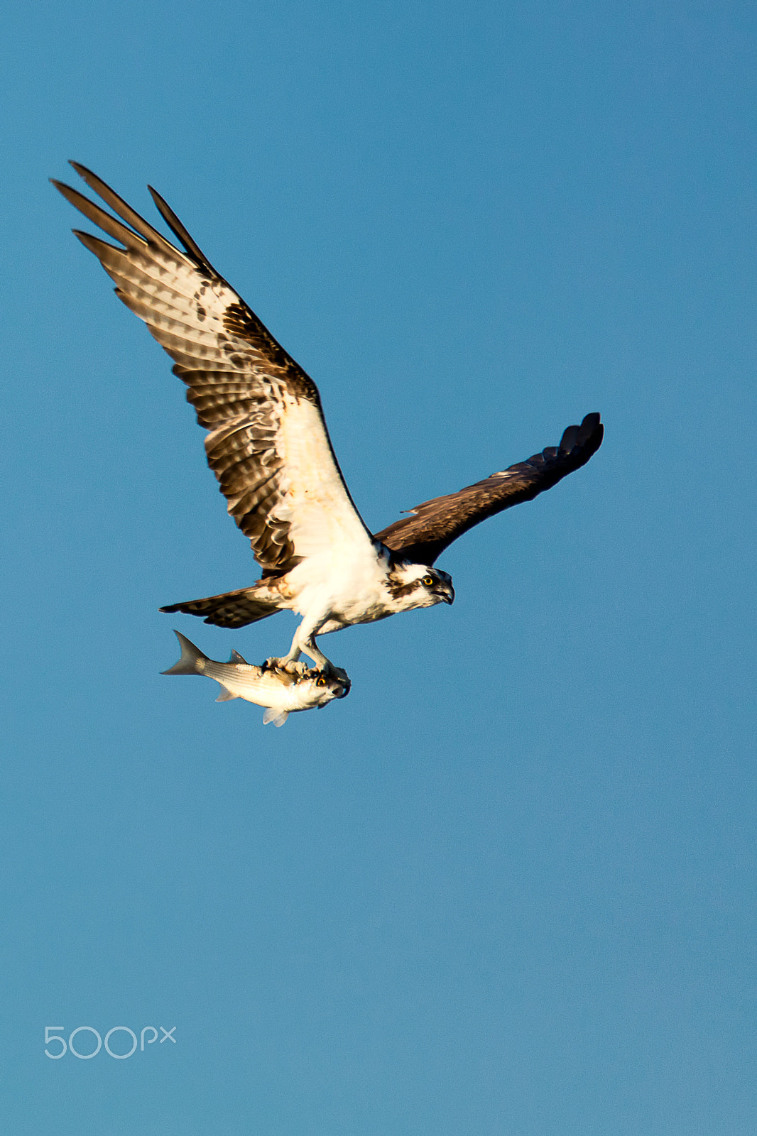 Sigma 150-600mm F5-6.3 DG OS HSM | C sample photo. Osprey in flight with fish photography