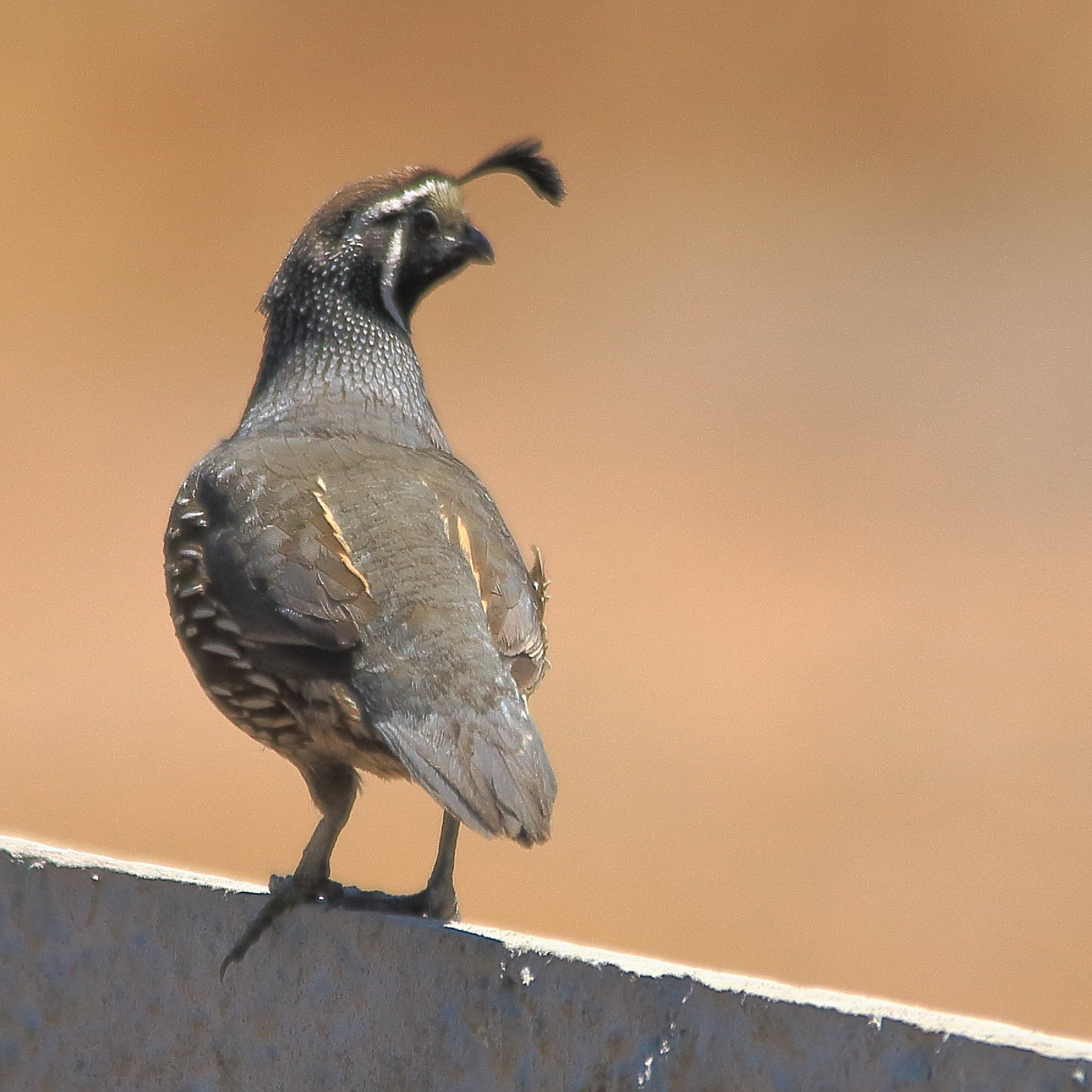 Sigma 150-500mm F5-6.3 DG OS HSM sample photo. Codorniz photography