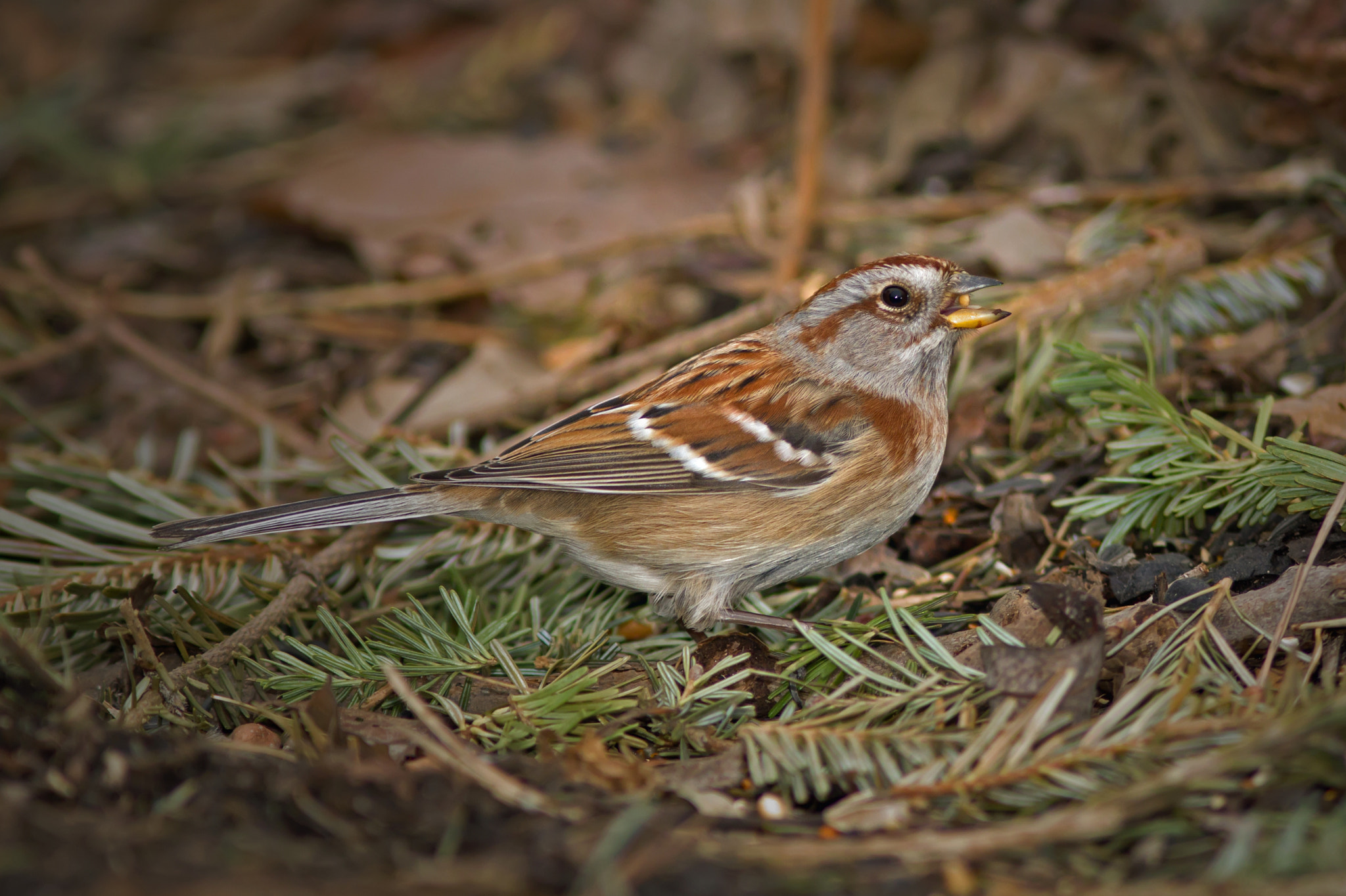 Canon EF 300mm F4L IS USM sample photo. American tree sparrow 2963 photography
