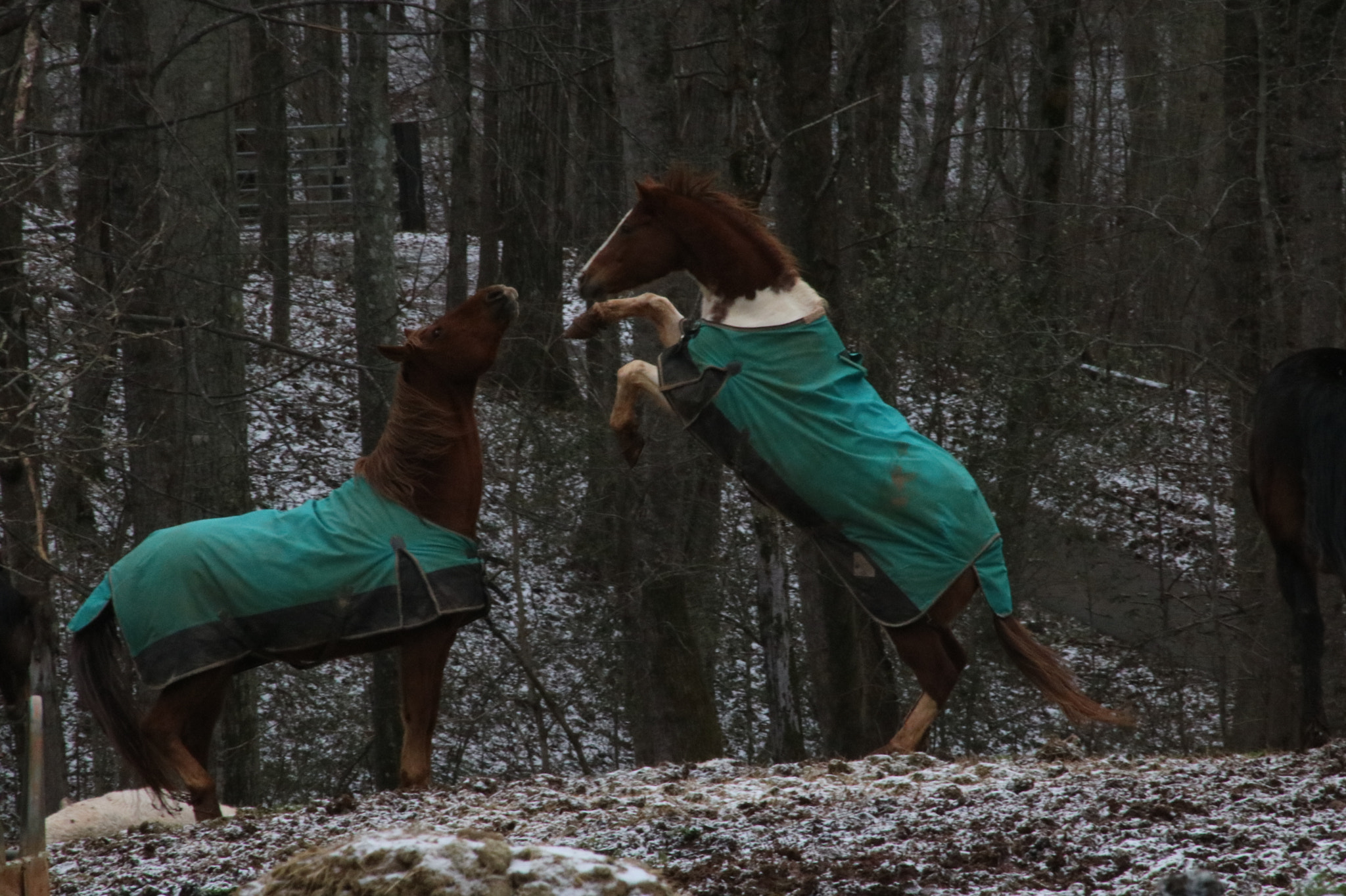 Canon EOS 750D (EOS Rebel T6i / EOS Kiss X8i) sample photo. Beautiful horses photography