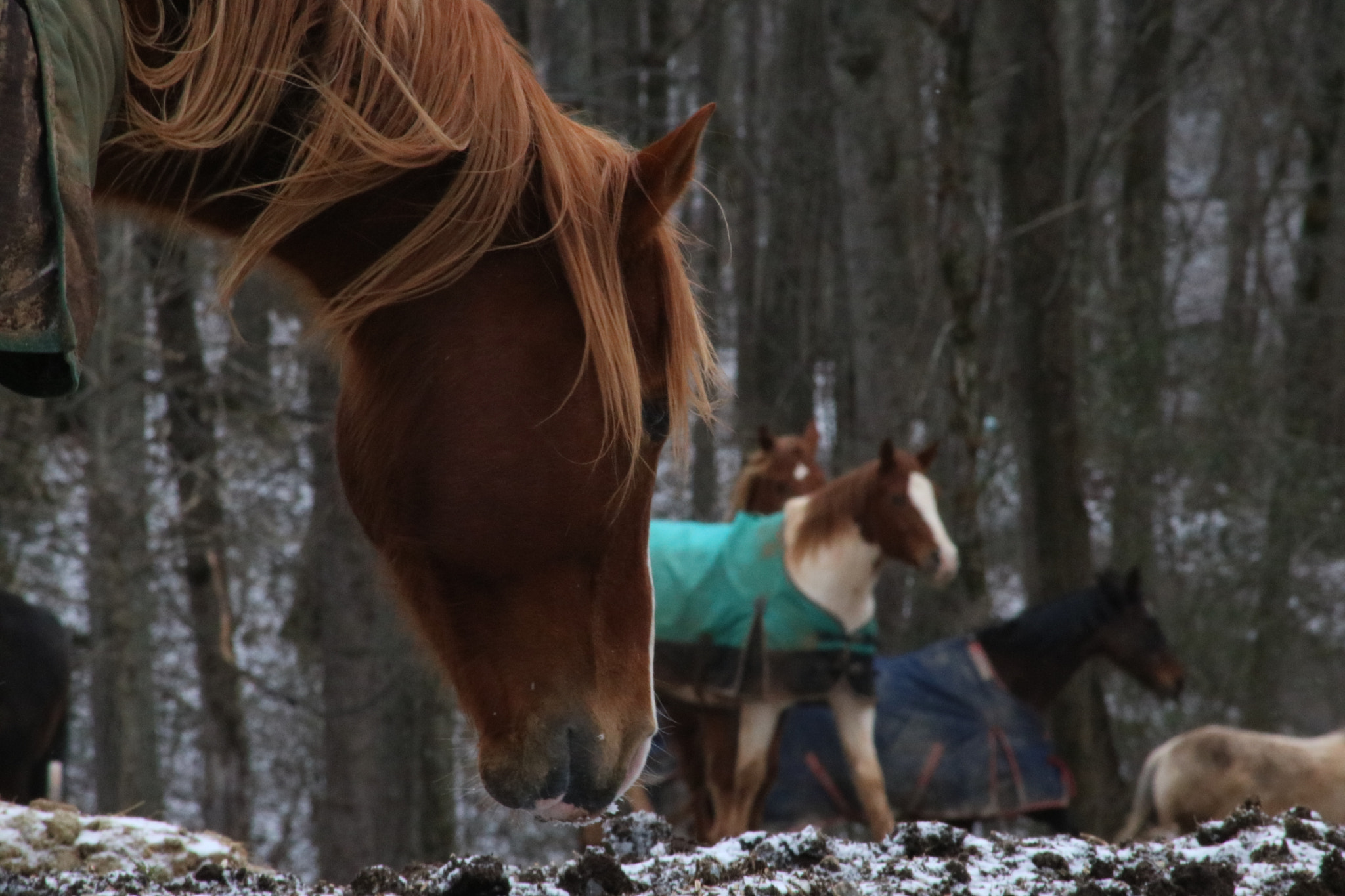 Canon EOS 750D (EOS Rebel T6i / EOS Kiss X8i) sample photo. Beautiful horses photography