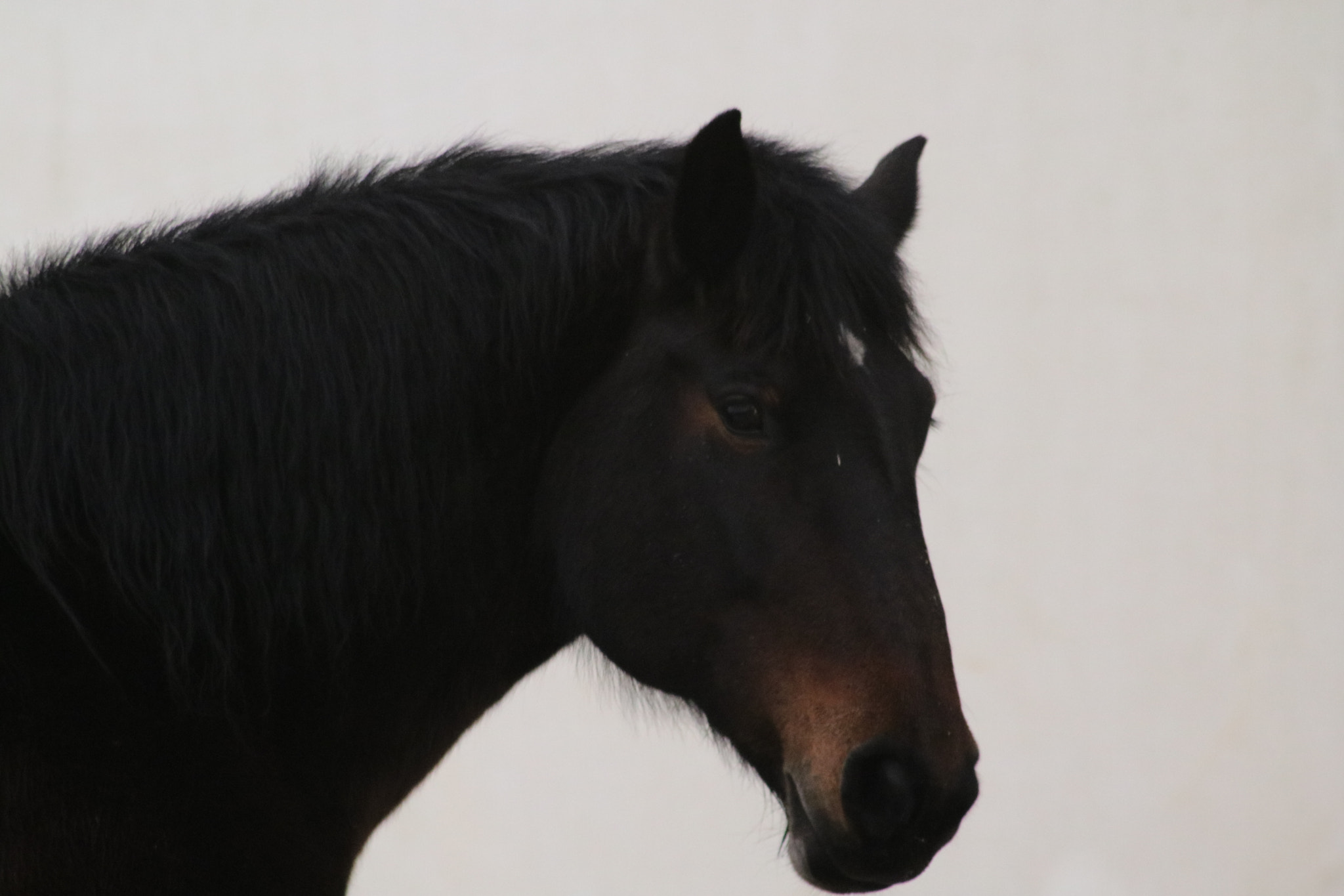 Canon EOS 750D (EOS Rebel T6i / EOS Kiss X8i) sample photo. Beautiful horses photography