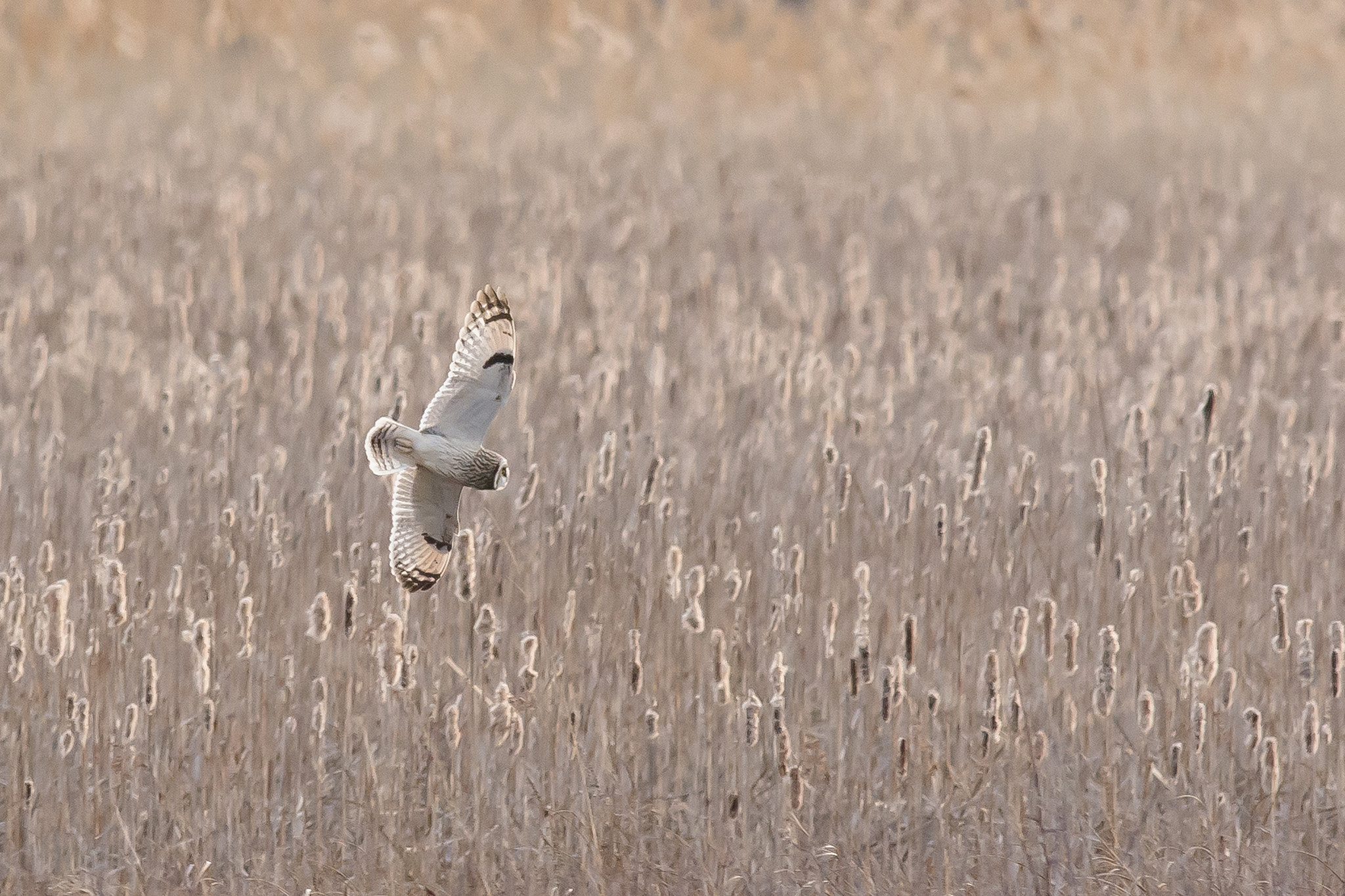 AF-S Nikkor 300mm f/2.8D IF-ED II sample photo. Short-eared owl photography