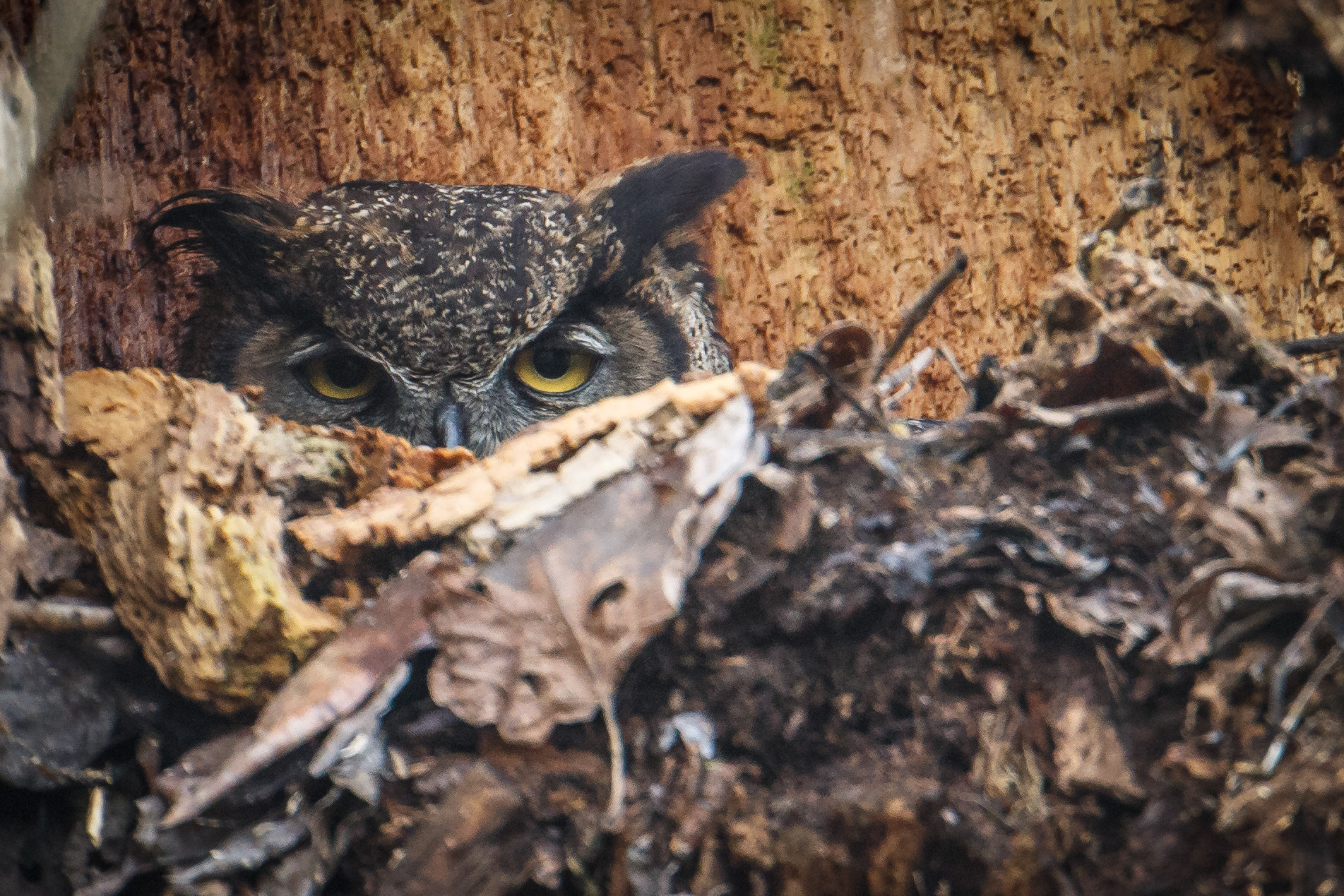 Canon EF 500mm F4L IS USM sample photo. Keeping watch photography