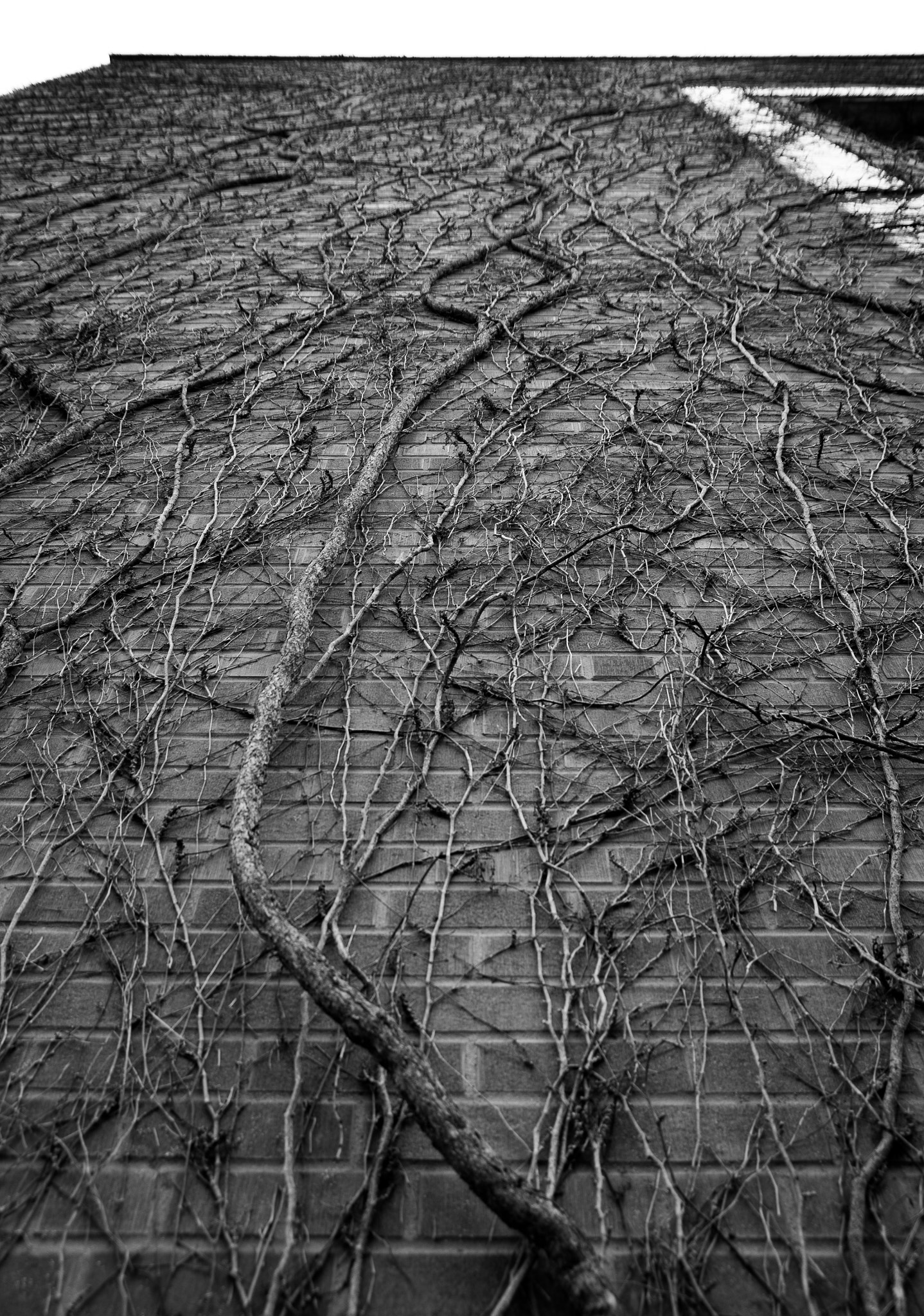 Pentax K-5 II sample photo. Creepy crawlies photography