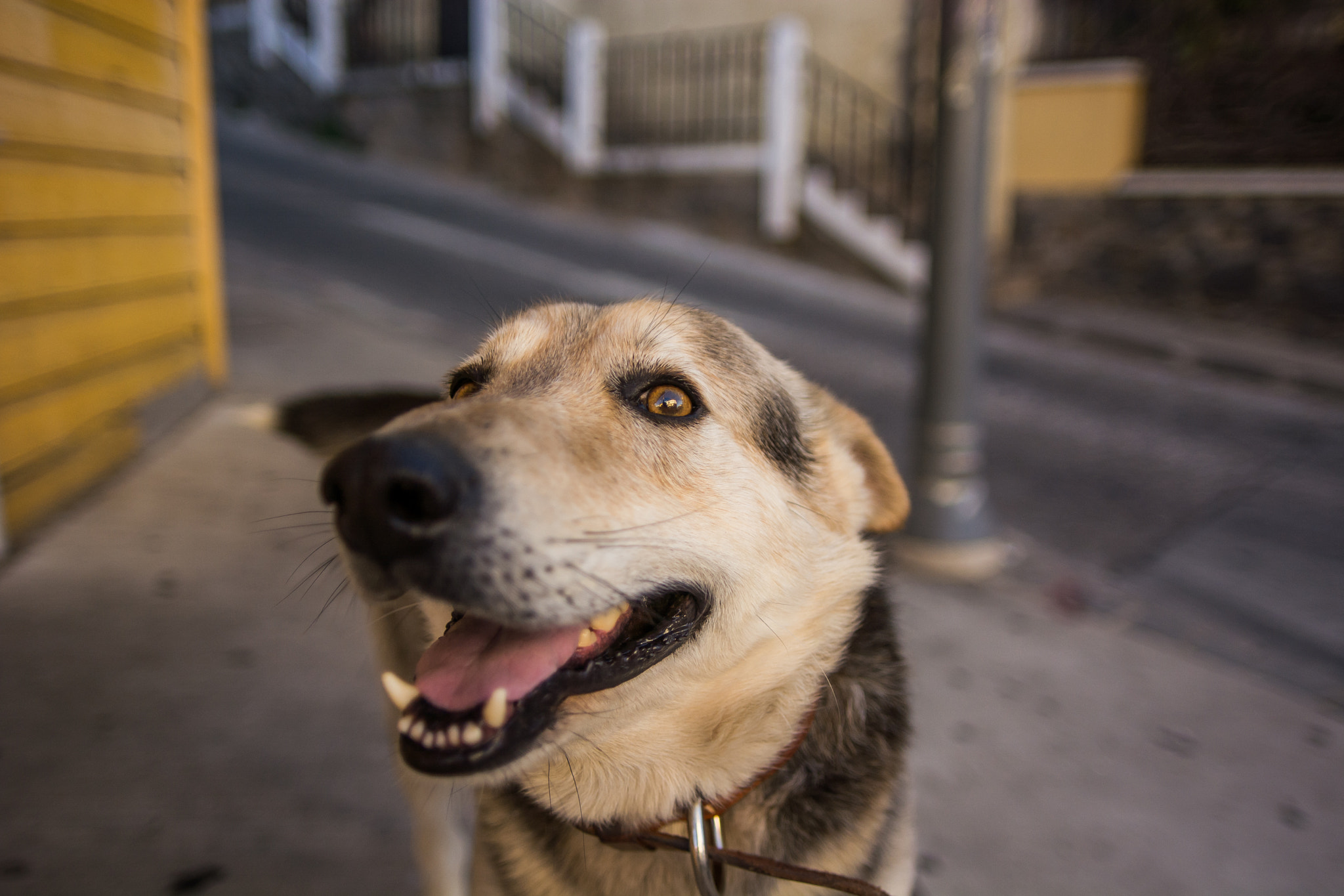 Nikon D7100 + Sigma 20mm F1.8 EX DG Aspherical RF sample photo. Funny dog photography