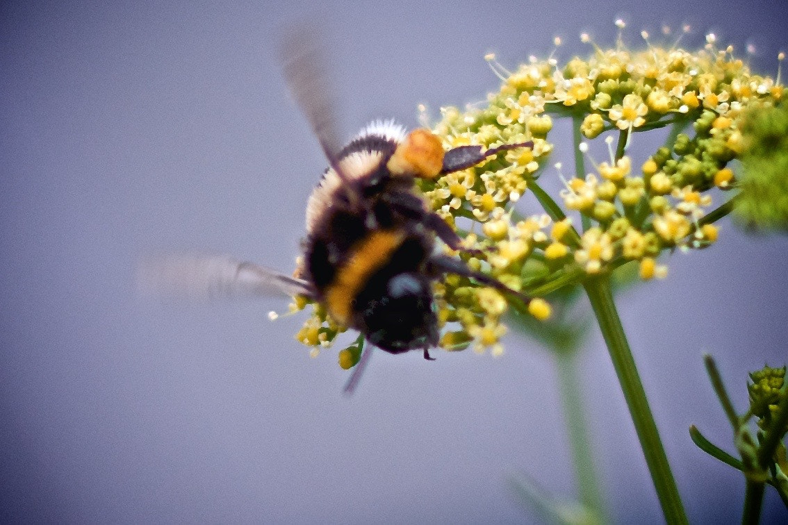 Pentax K-x sample photo. Bee on parsley photography