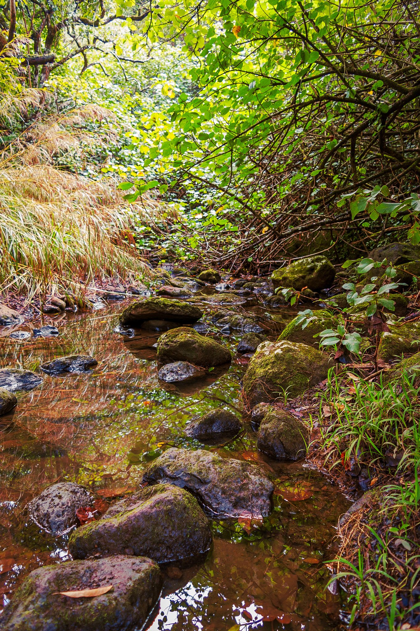 Nikon D40 sample photo. Kamananui valley stream photography
