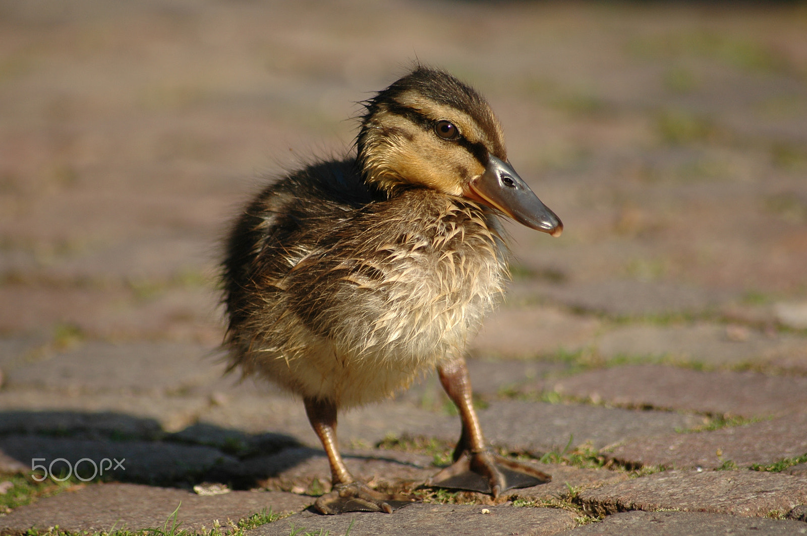 Nikon D70 + Sigma 70-300mm F4-5.6 APO Macro Super II sample photo. Ente photography