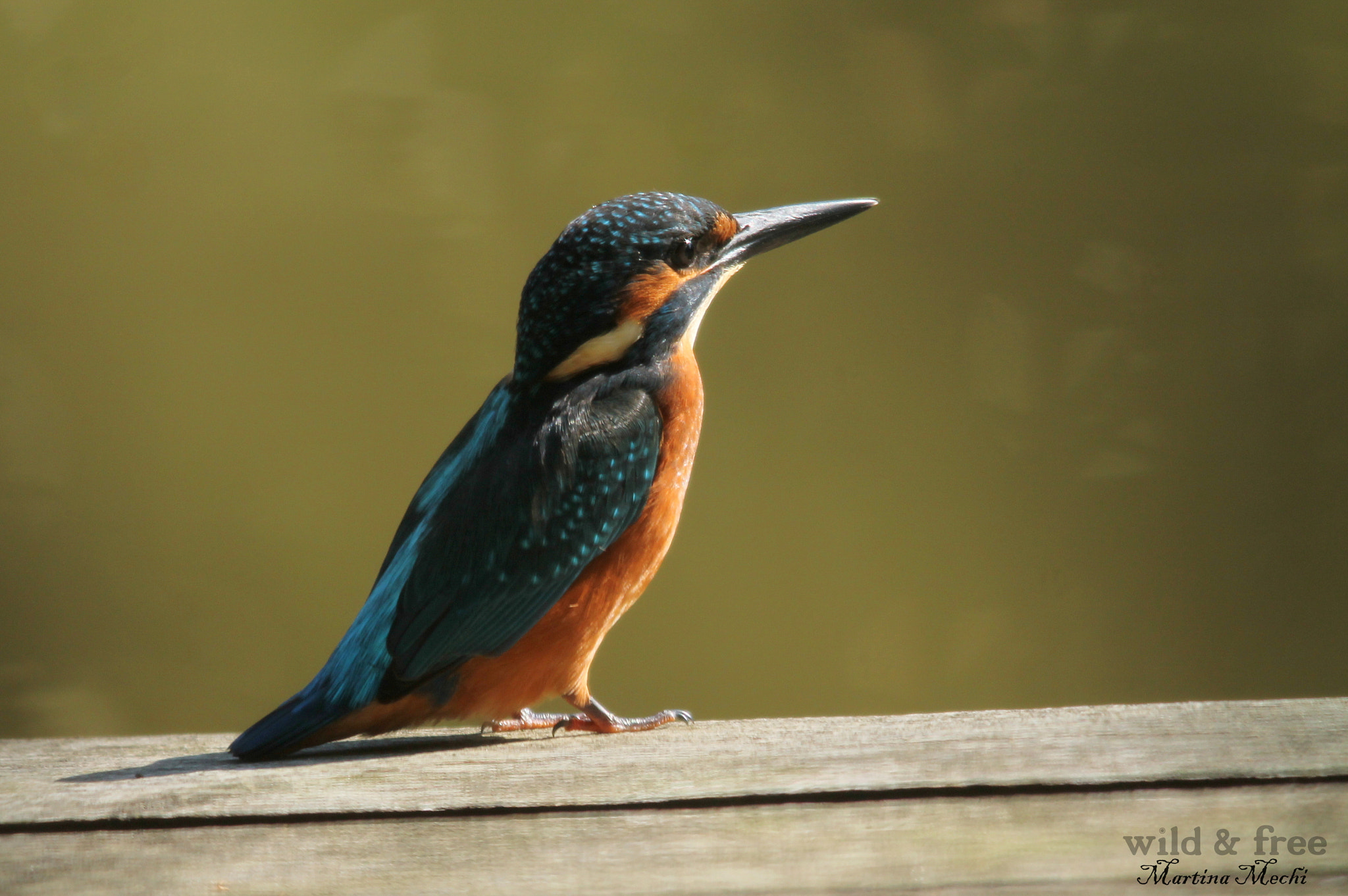 Sigma 150-500mm F5-6.3 DG OS HSM sample photo. Kingfisher photography