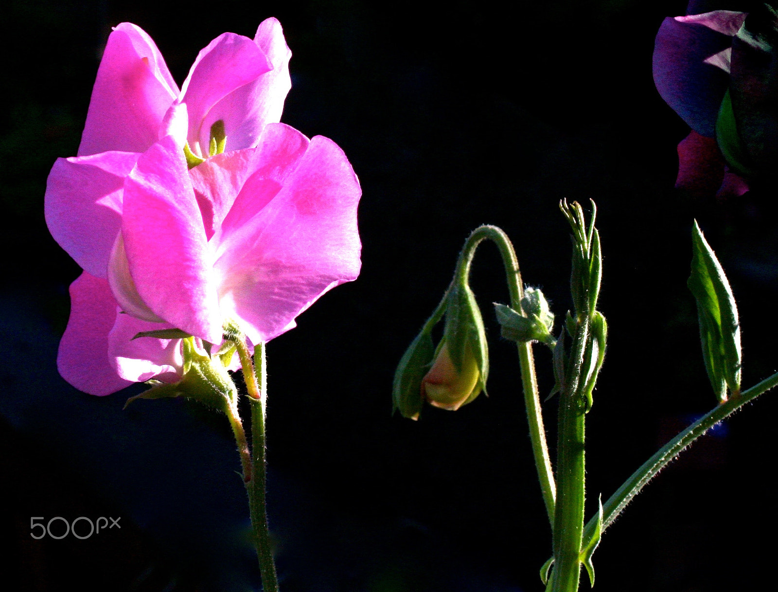 Canon EF28-80mm f/3.5-5.6 sample photo. 24217418991.jpg photography