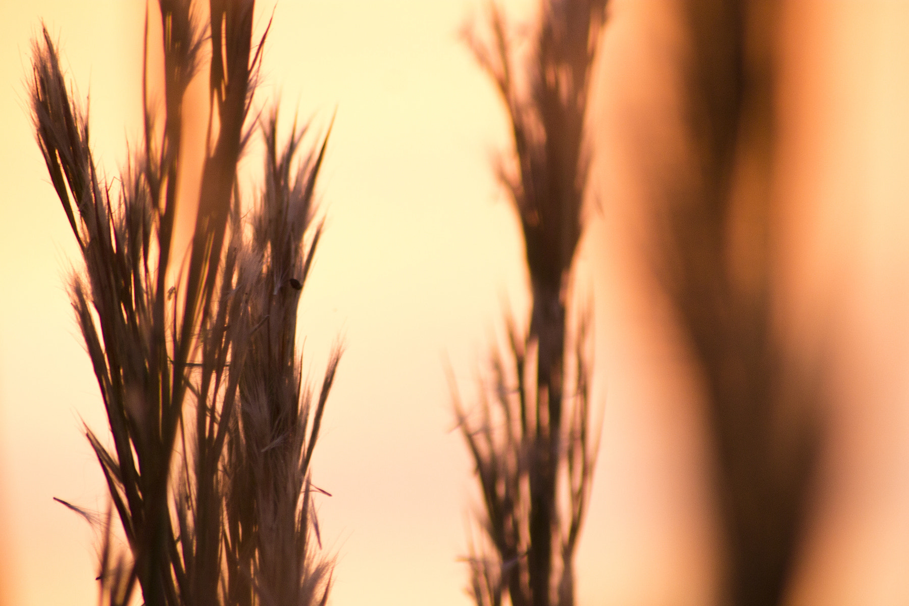 Sigma 70-300mm F4-5.6 APO DG Macro sample photo. Abstraccion i photography