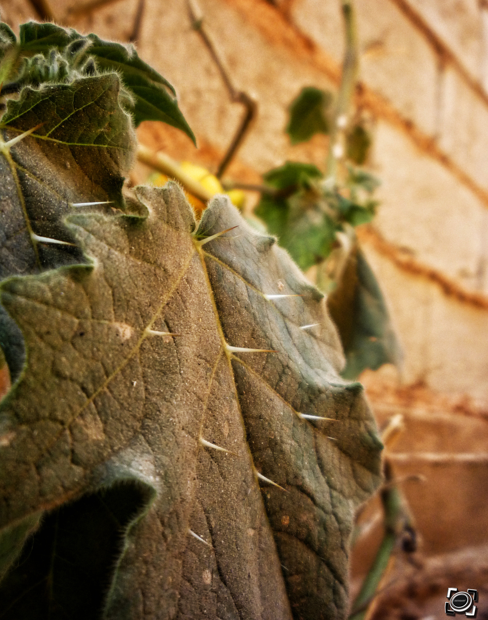 Panasonic DMC-LZ8 sample photo. Hoja de papa photography