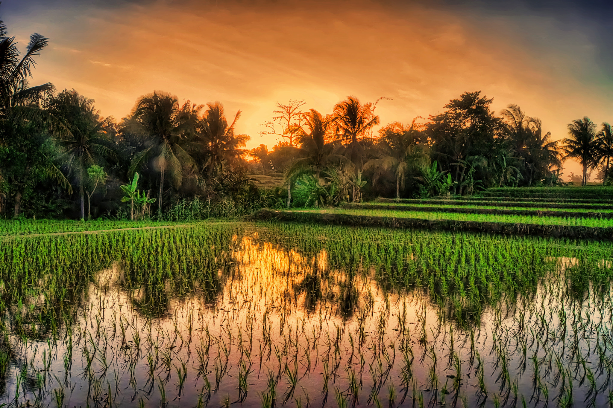 Sony Alpha DSLR-A560 sample photo. Refleksi sawah photography