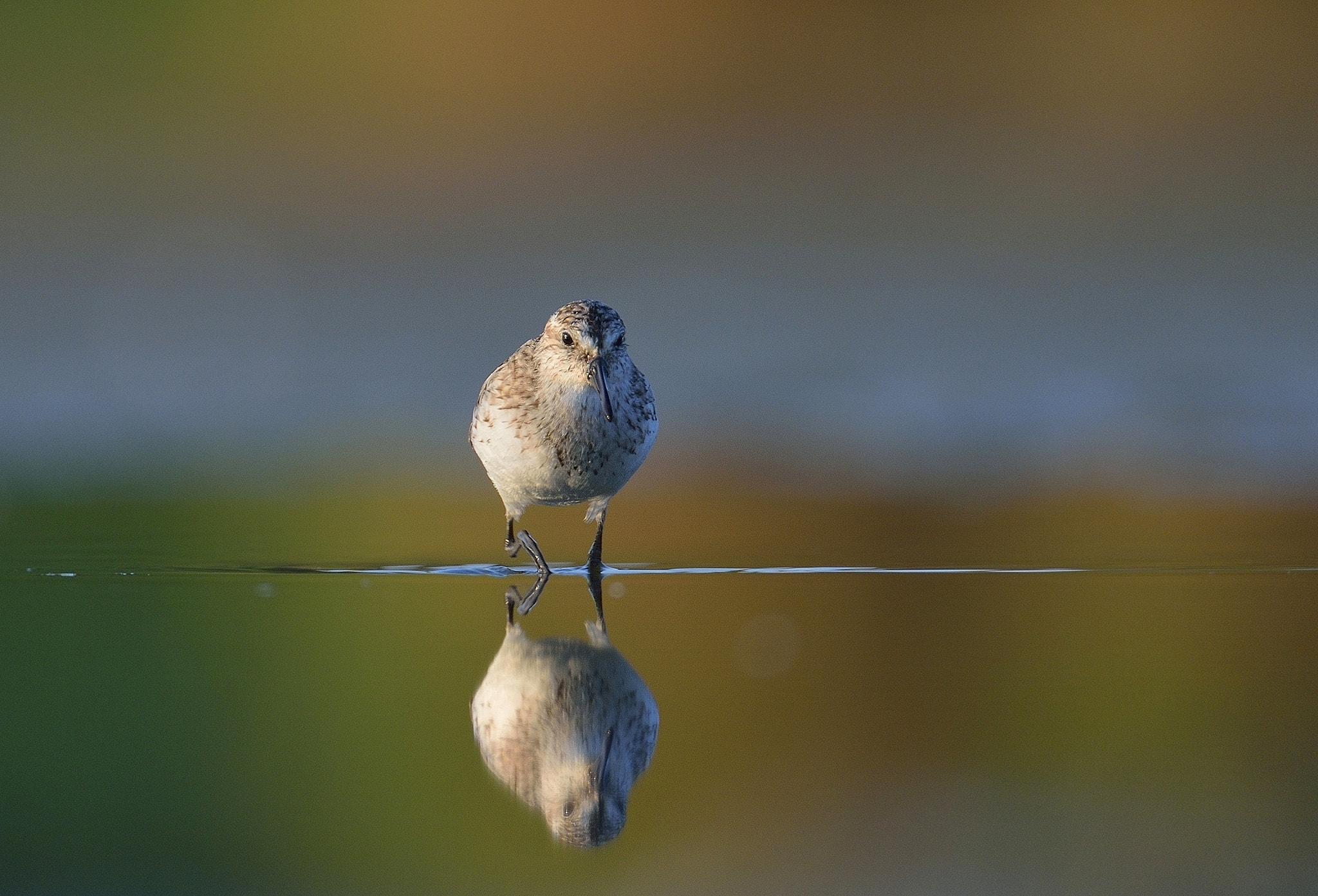 Nikon D4 sample photo. Mirror ;) photography